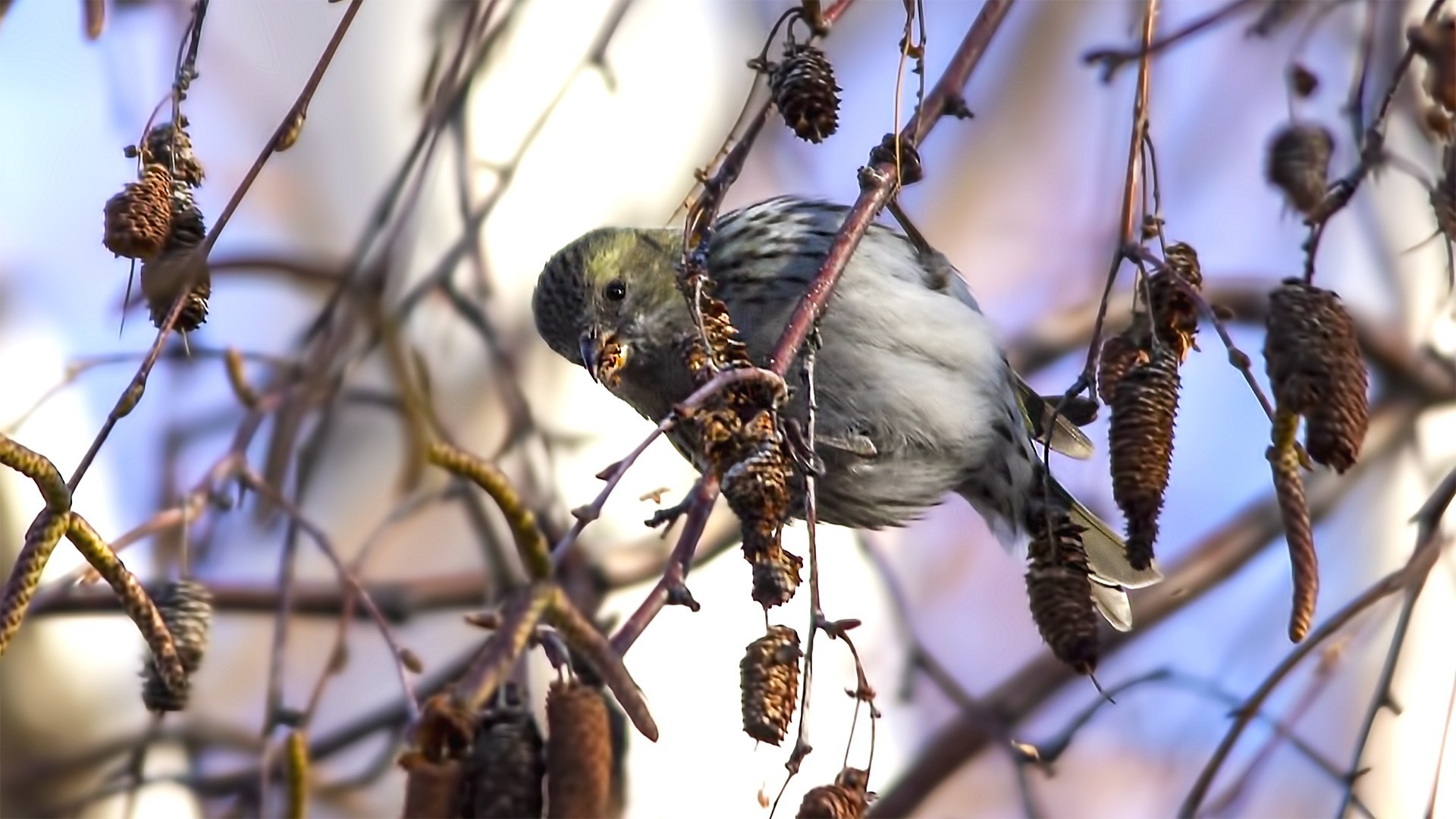 Eurasian Siskin