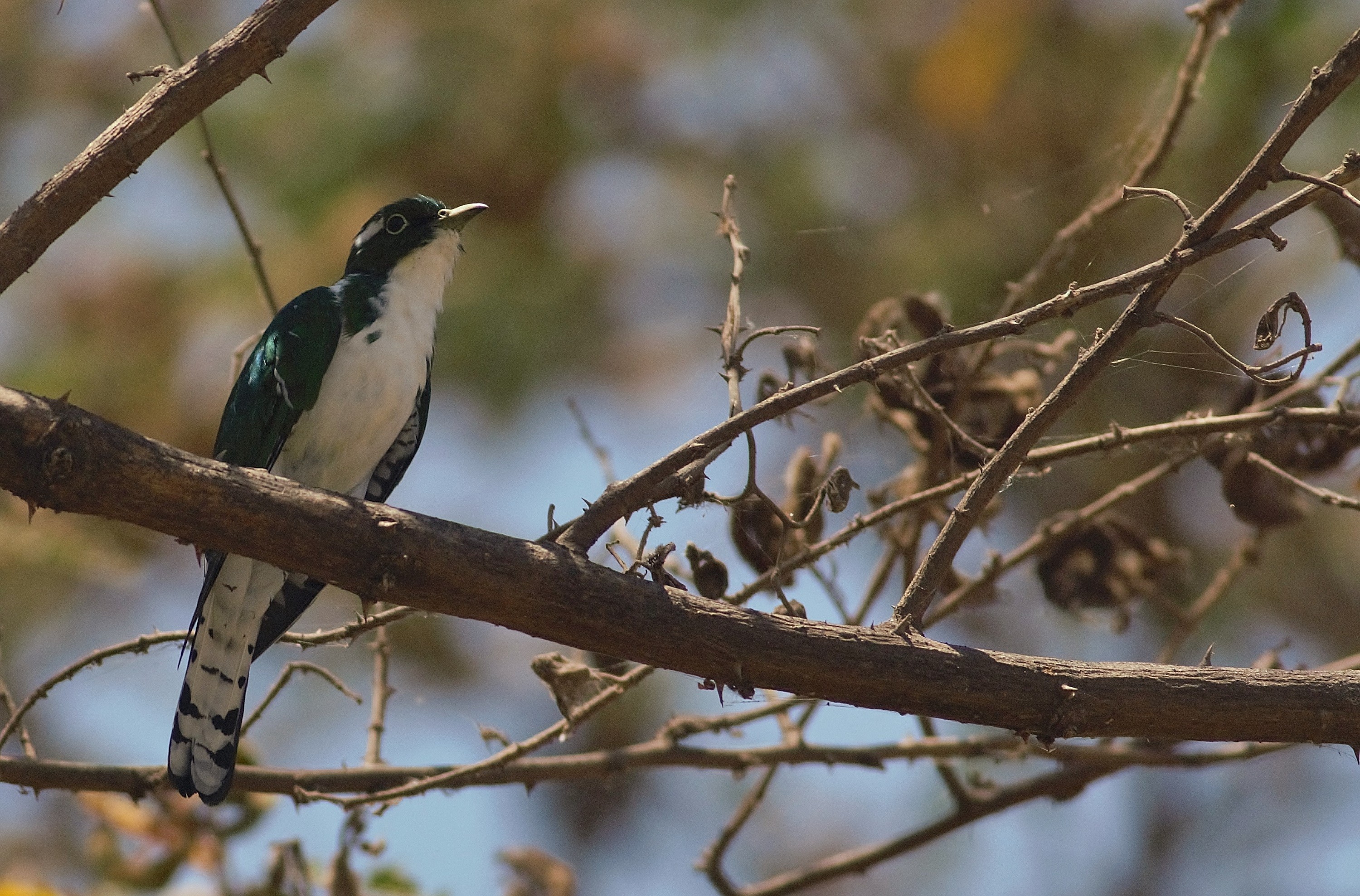 Klaas's Cuckoo — Ana fotoğraf