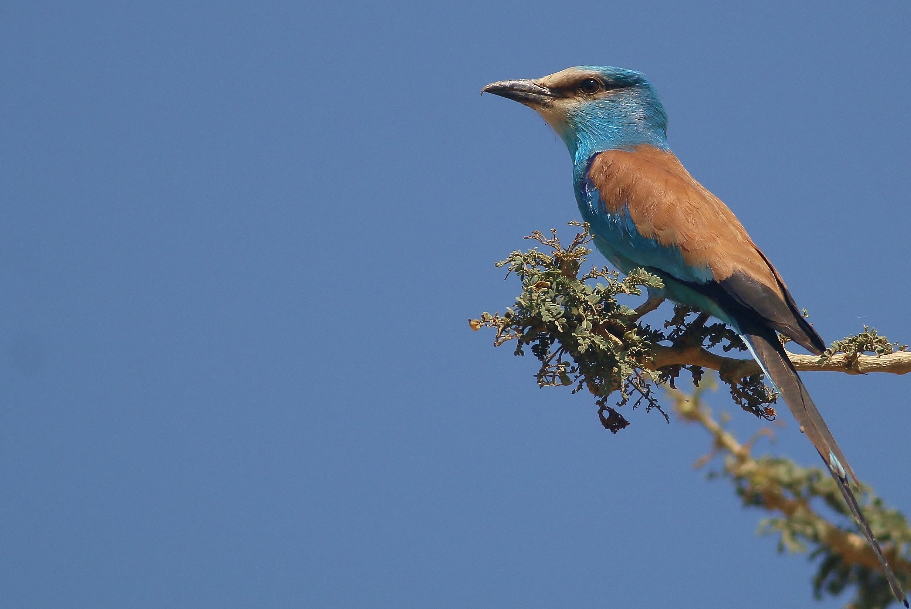 Abyssinian Roller — Ana fotoğraf