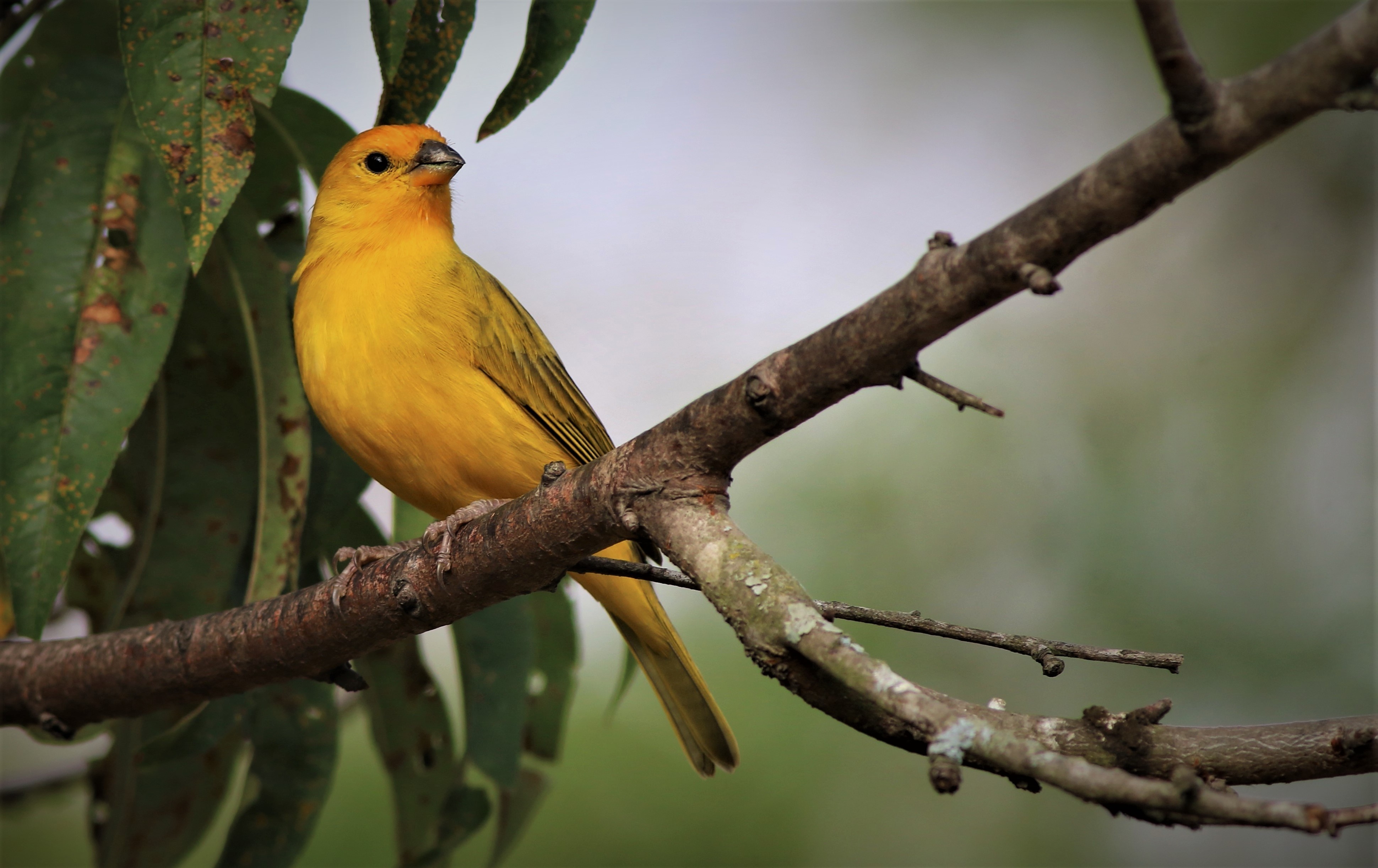 Saffron Finch — Ana fotoğraf