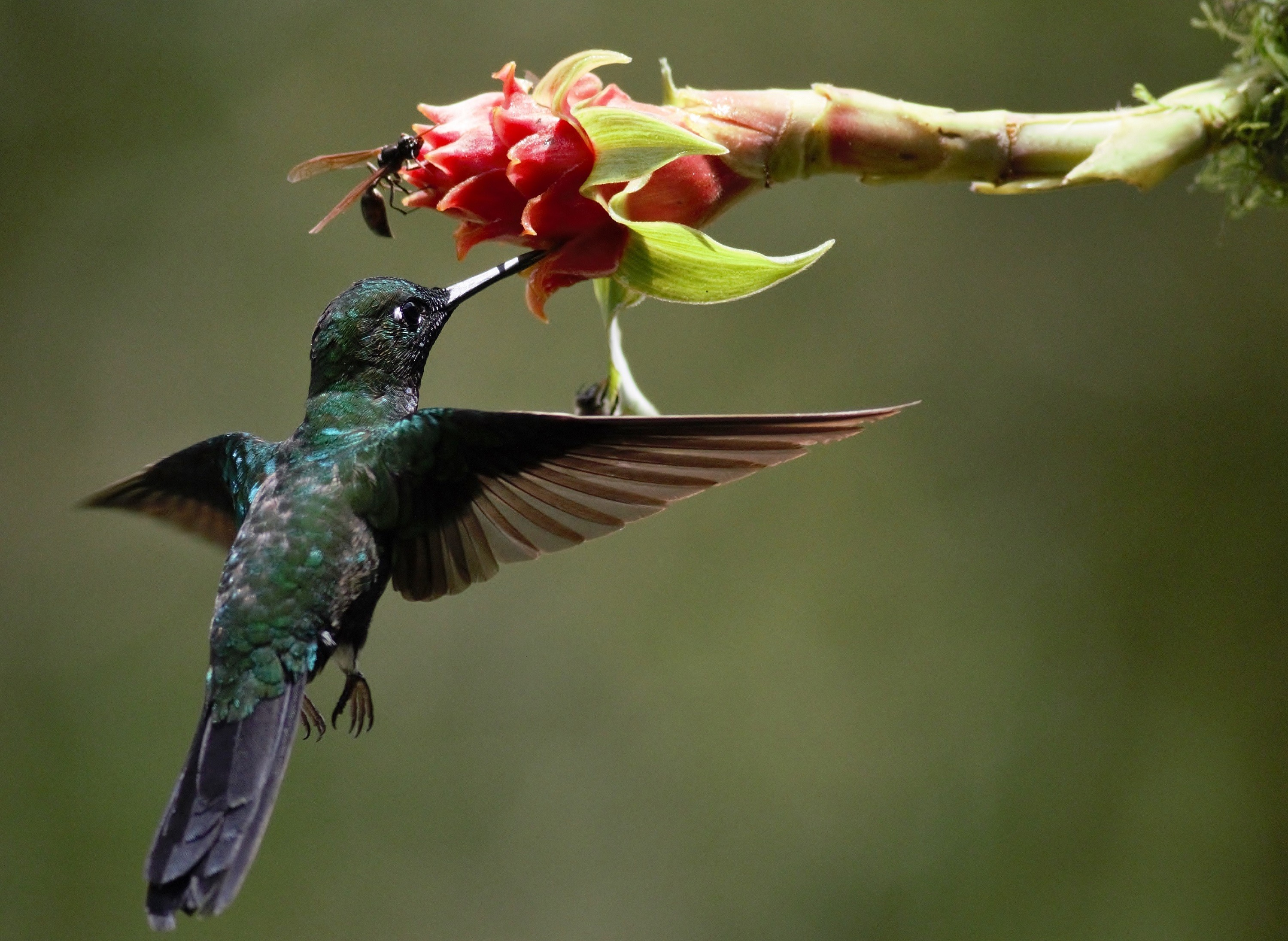 Green-crowned Brilliant — Ana fotoğraf