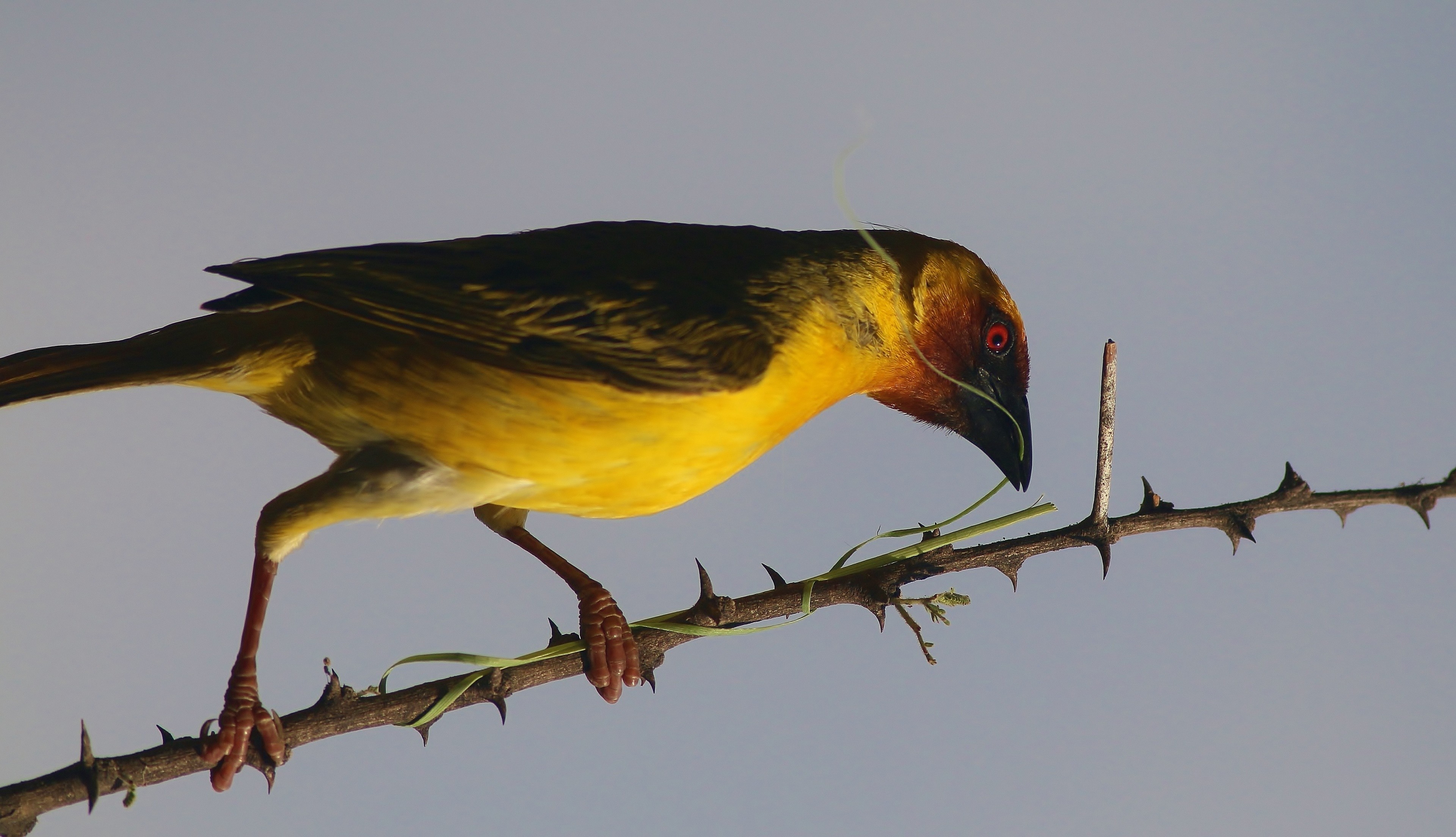 Village Weaver