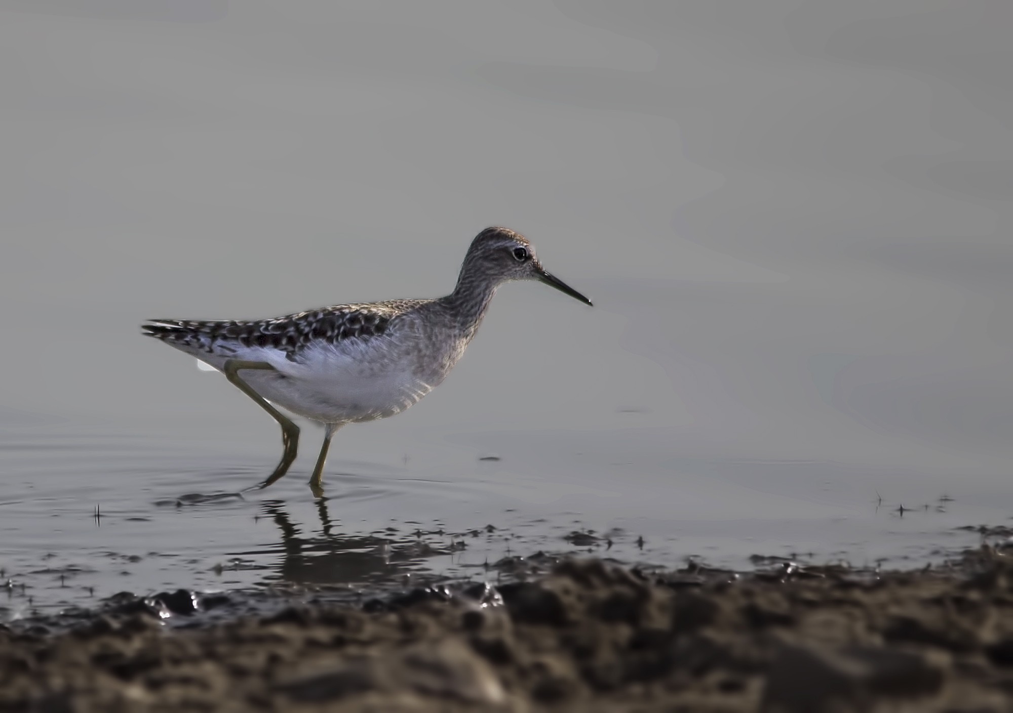 Wood Sandpiper