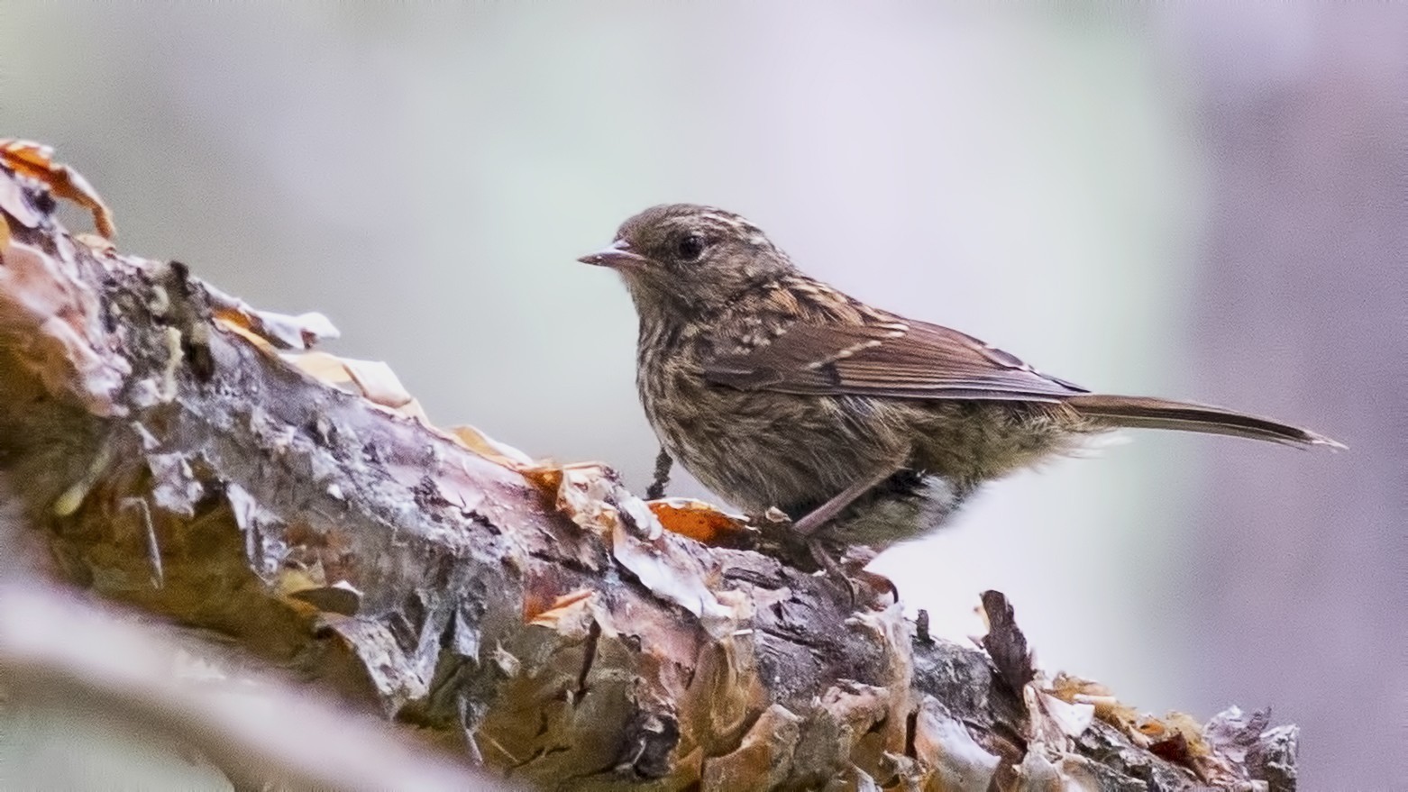 Dunnock