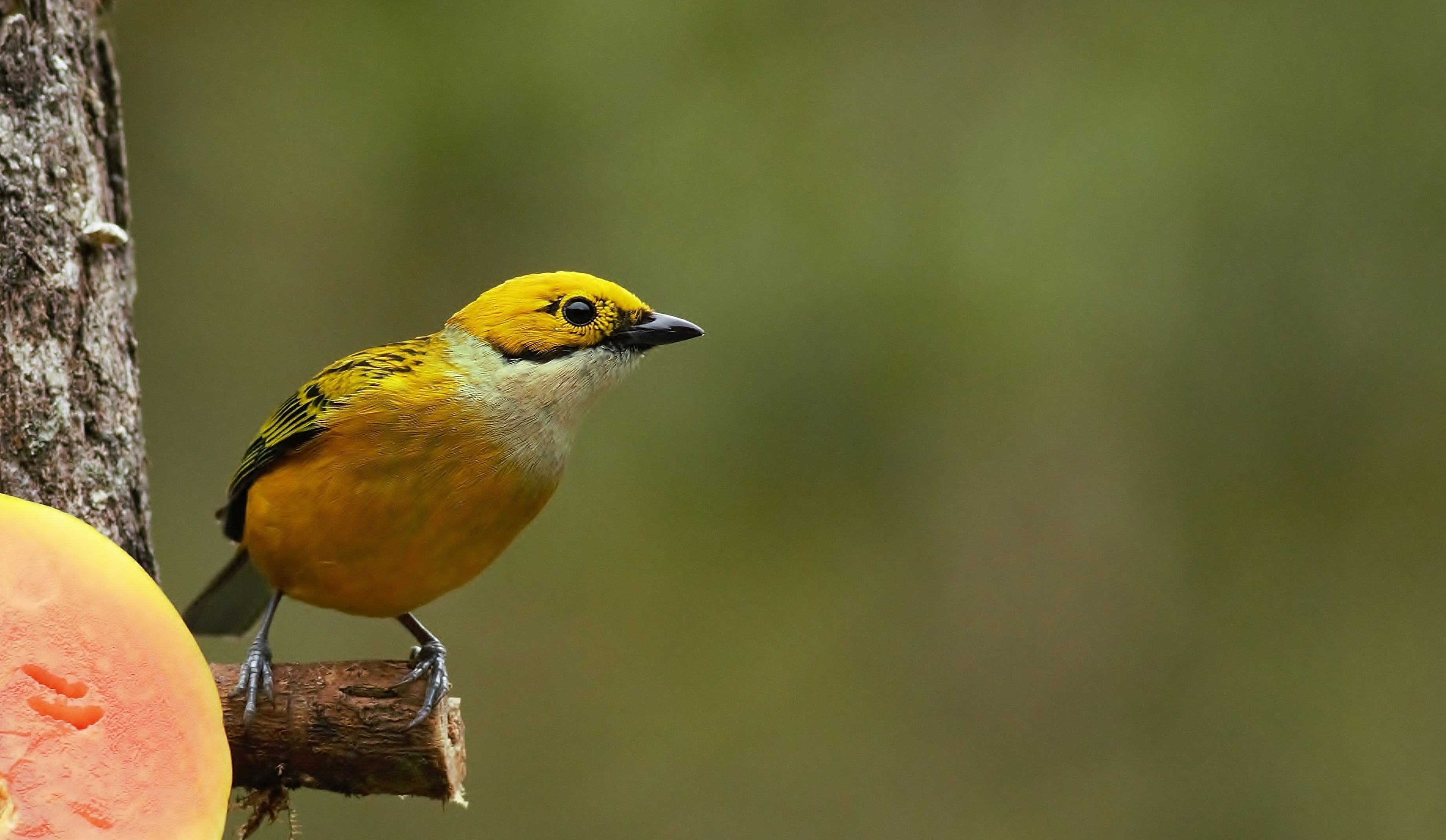 Silver-throated Tanager
