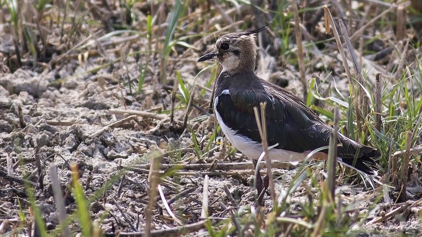 Northern Lapwing