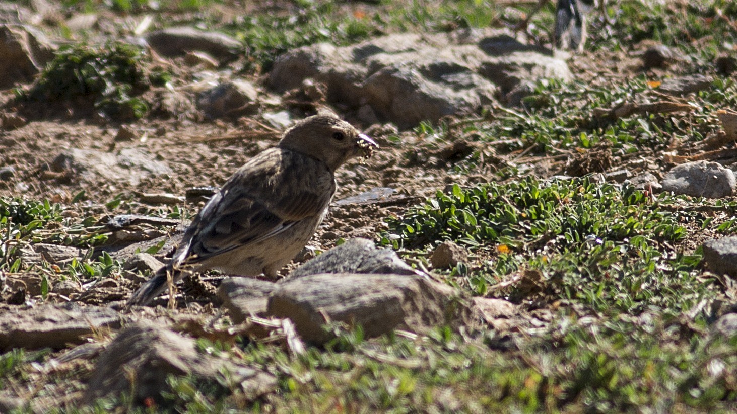 Common Linnet