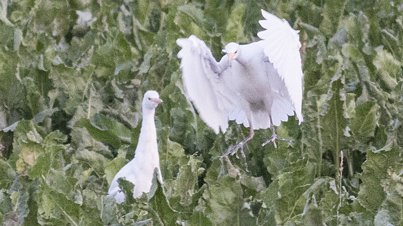 Cattle Egret