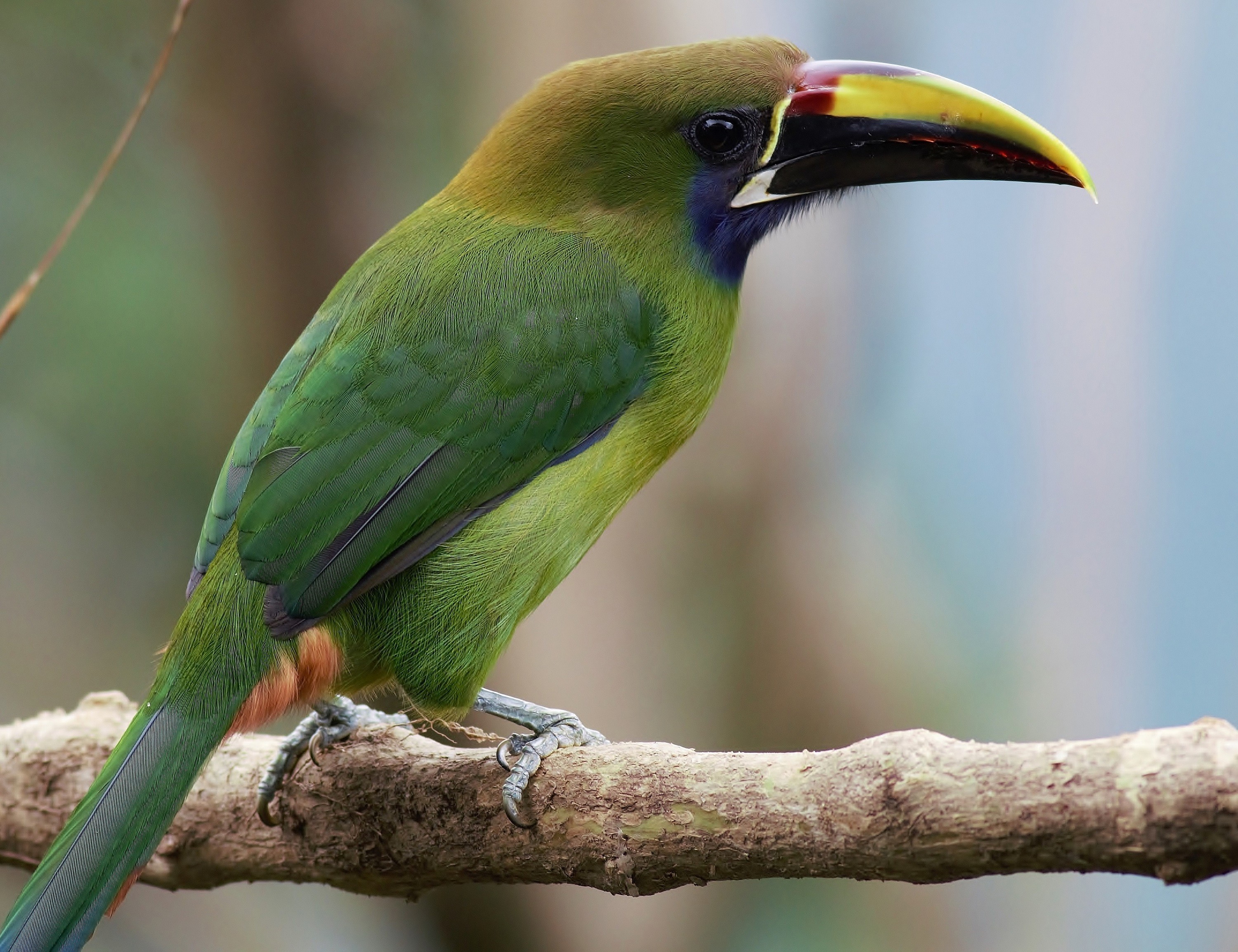 Emerald Toucanet