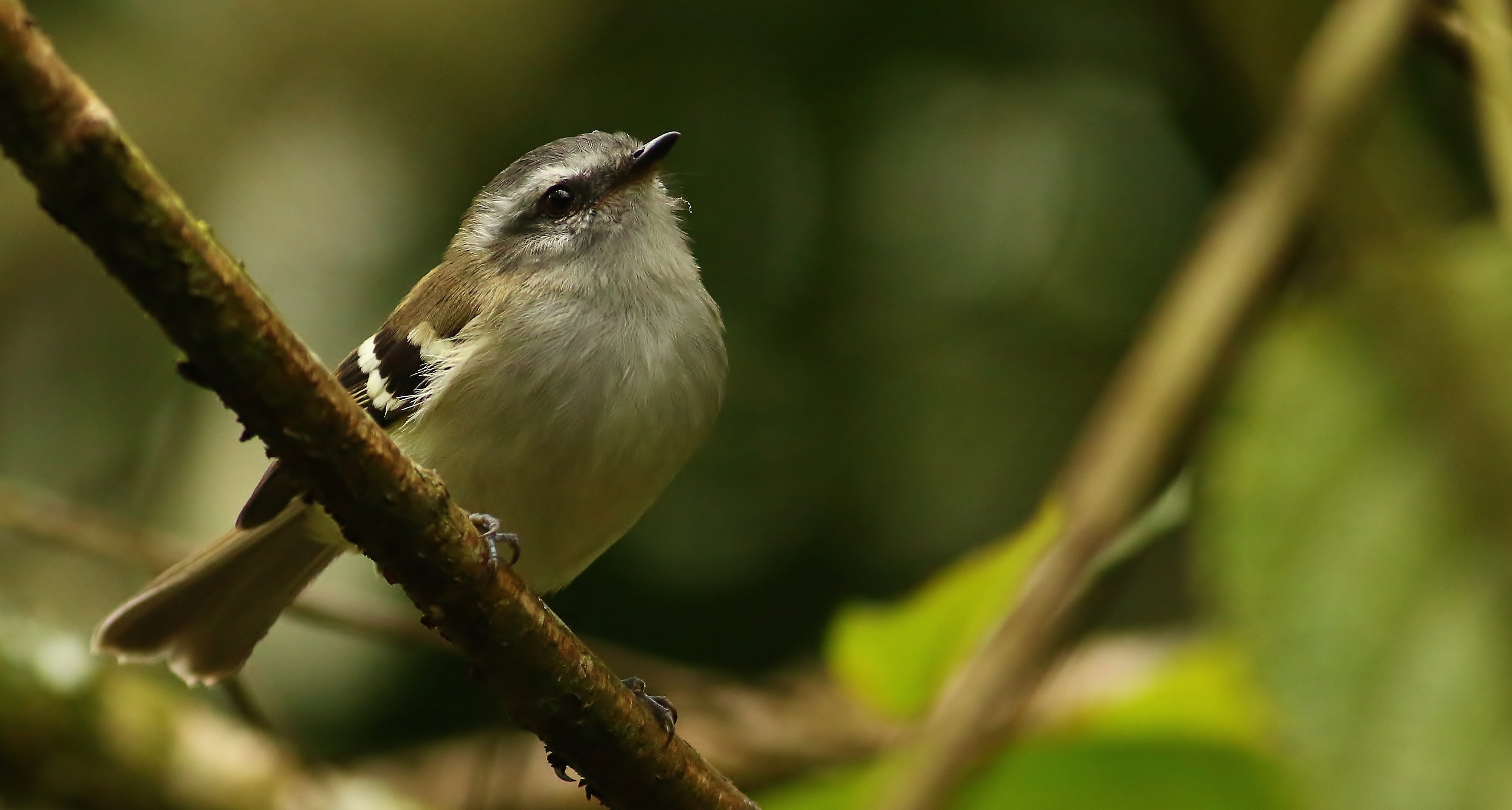 Acadian Flycatcher — Ana fotoğraf