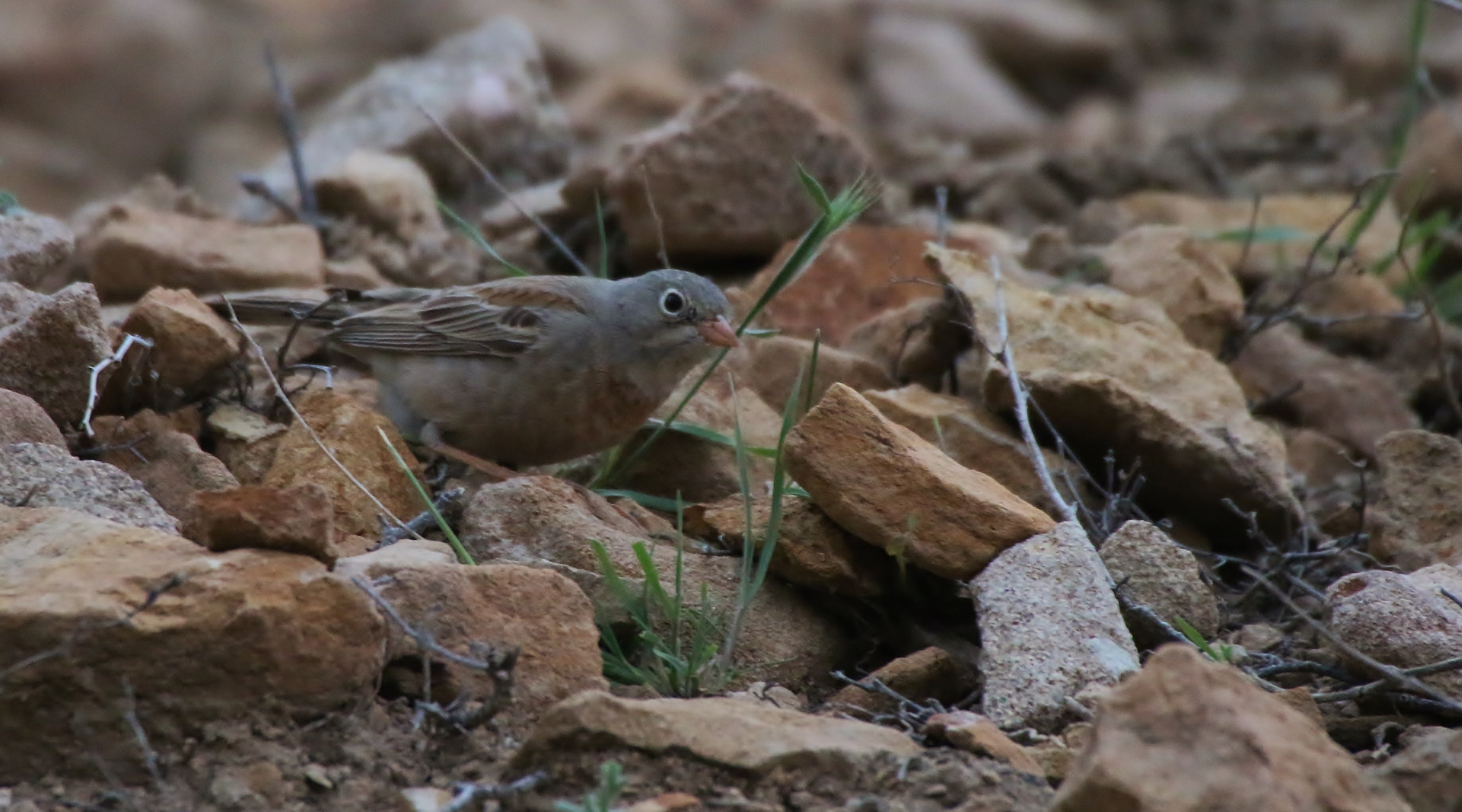 Gray-necked Bunting
