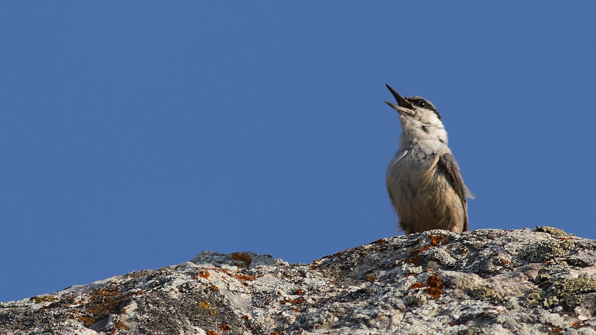 Western Rock Nuthatch