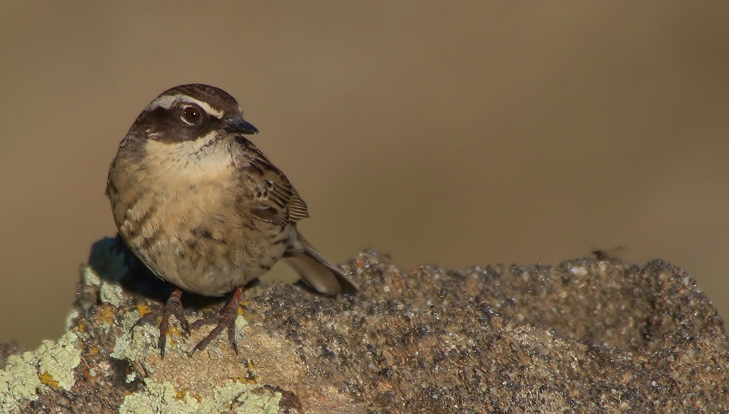 Radde's Accentor