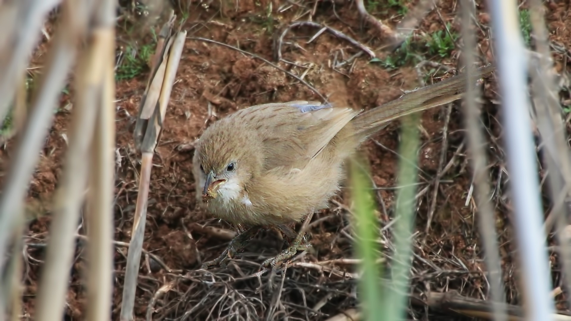 Iraq Babbler