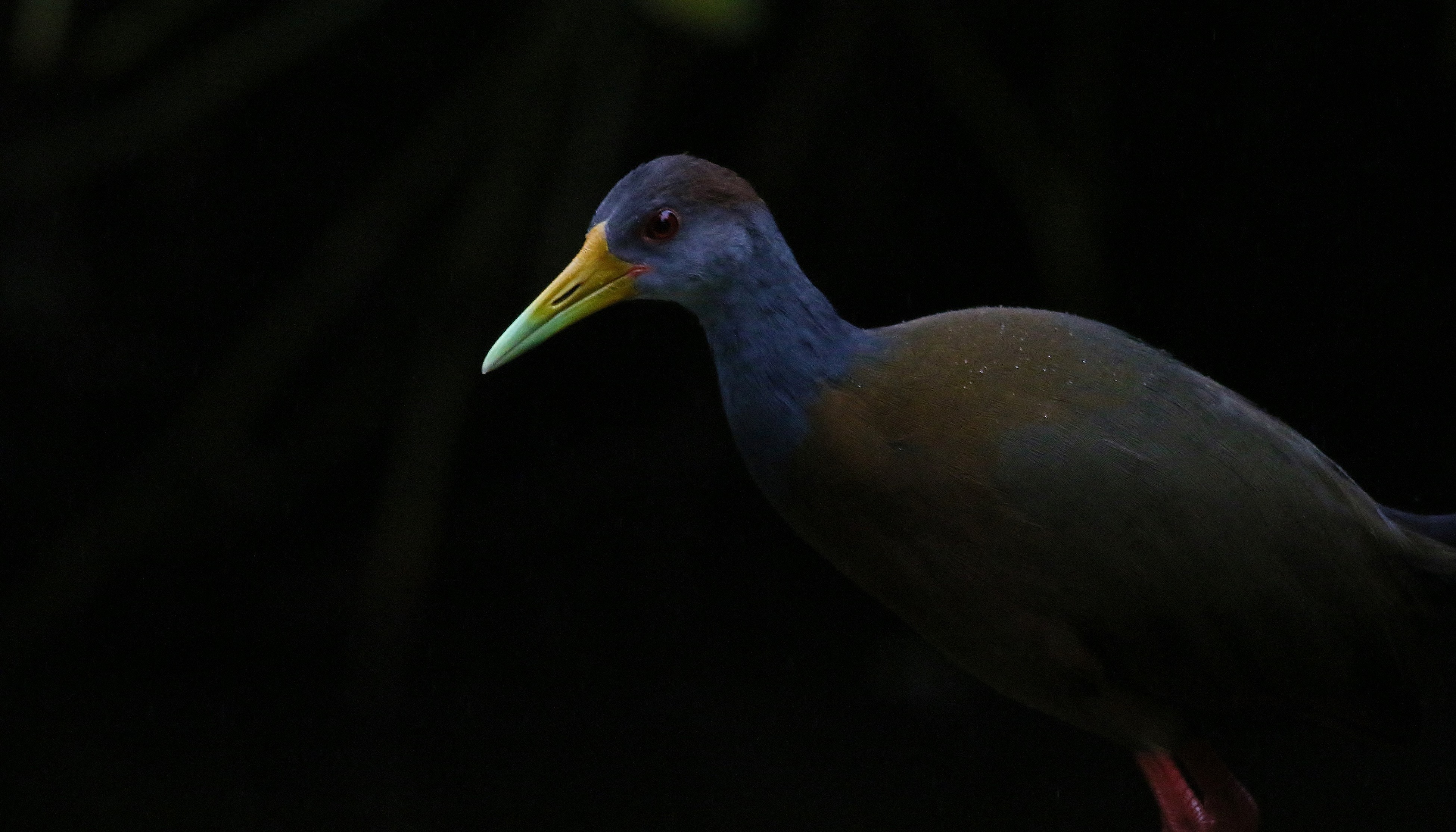 Acadian Flycatcher