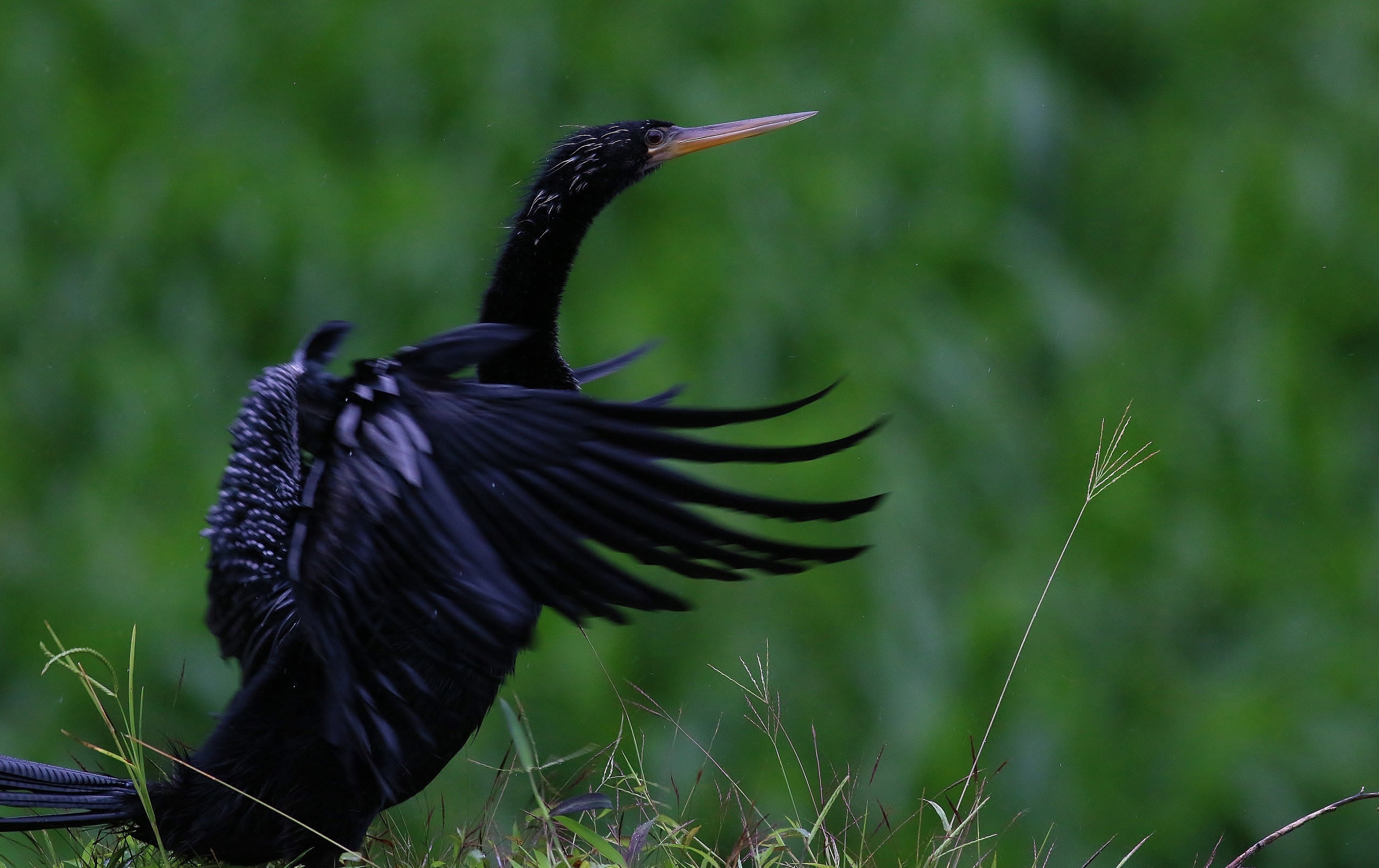 Anhinga — Ana fotoğraf
