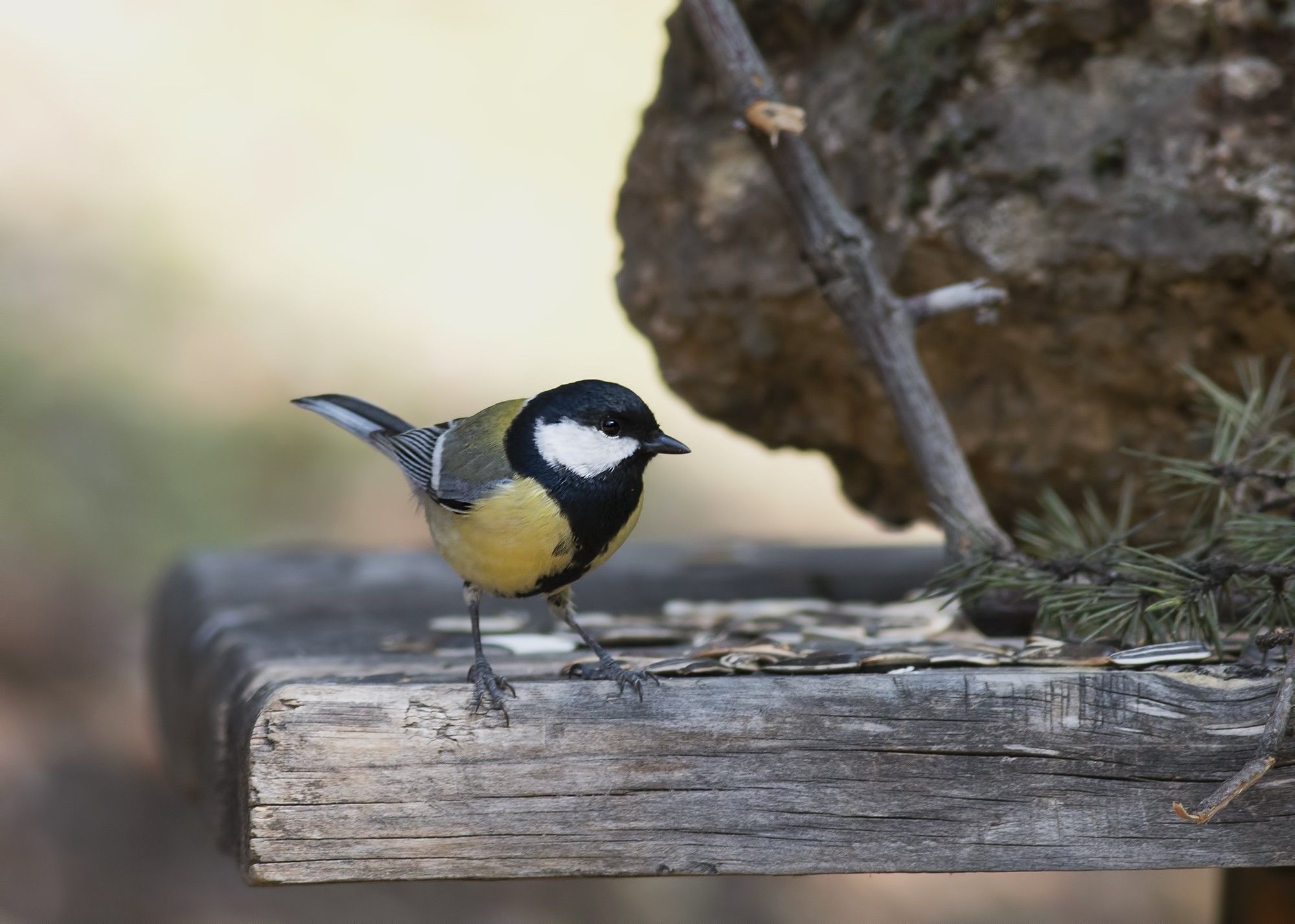 Great Tit