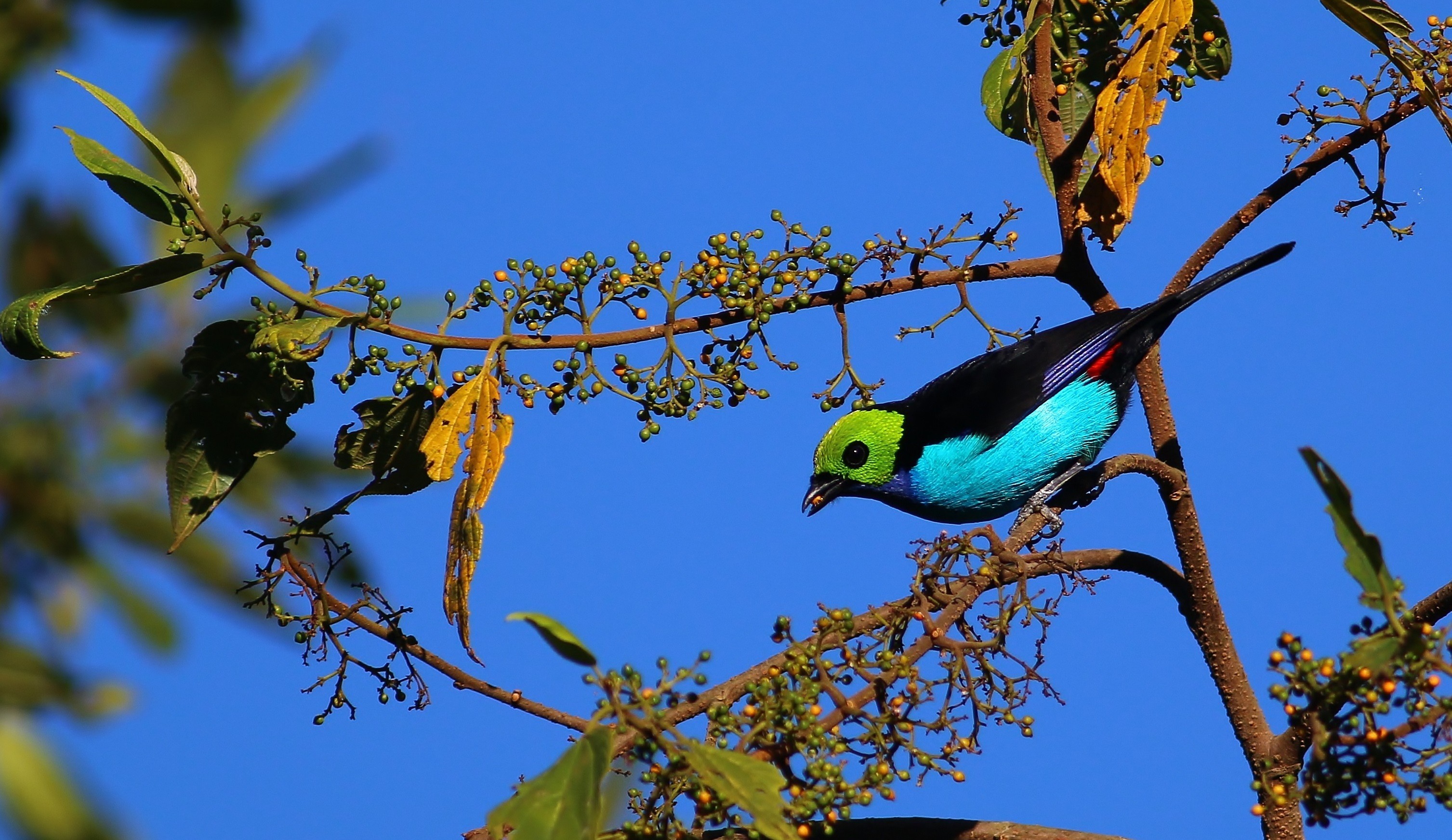 Paradise Tanager