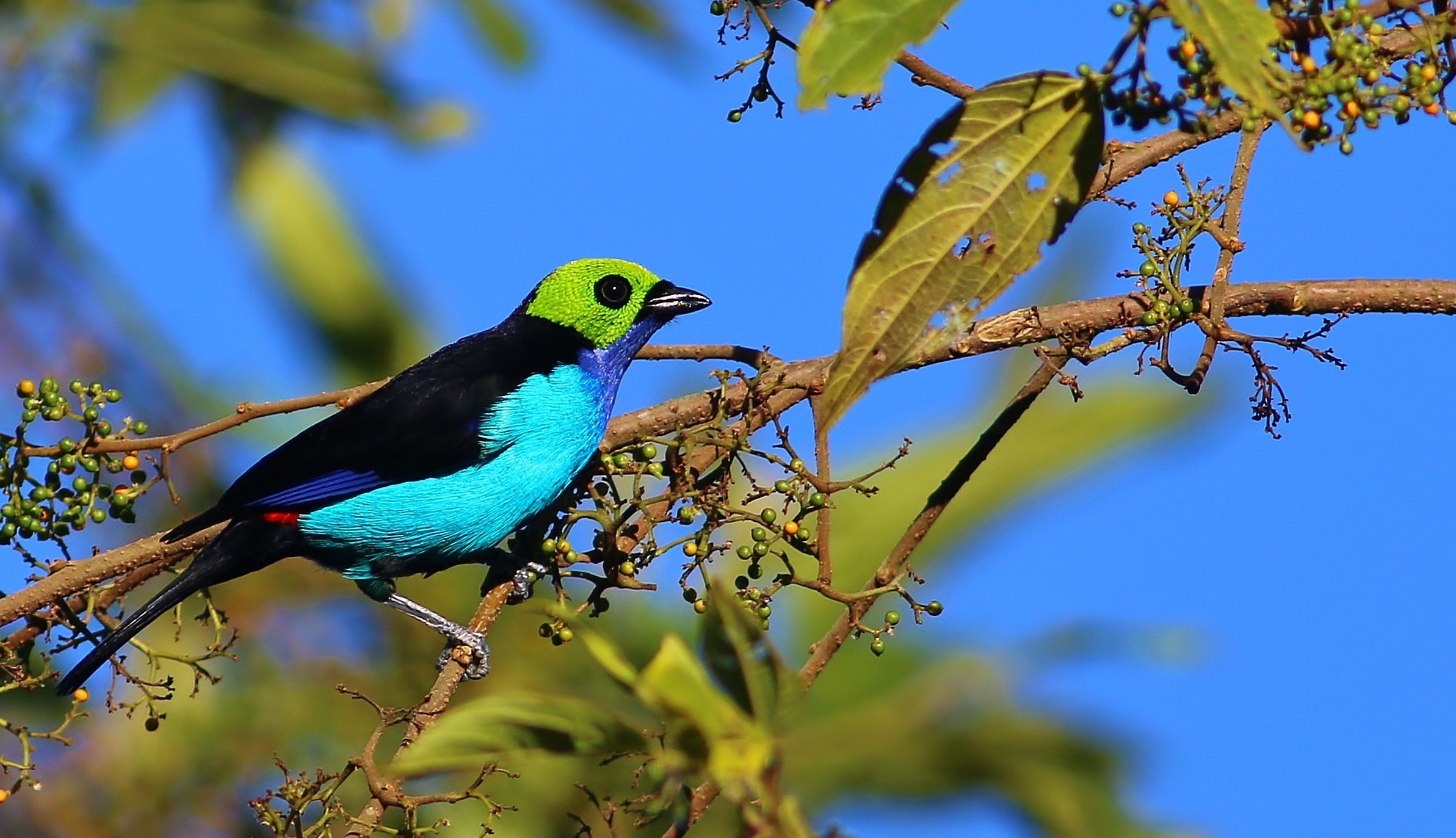 Paradise Tanager — Ana fotoğraf