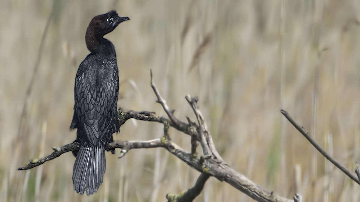 Pygmy Cormorant