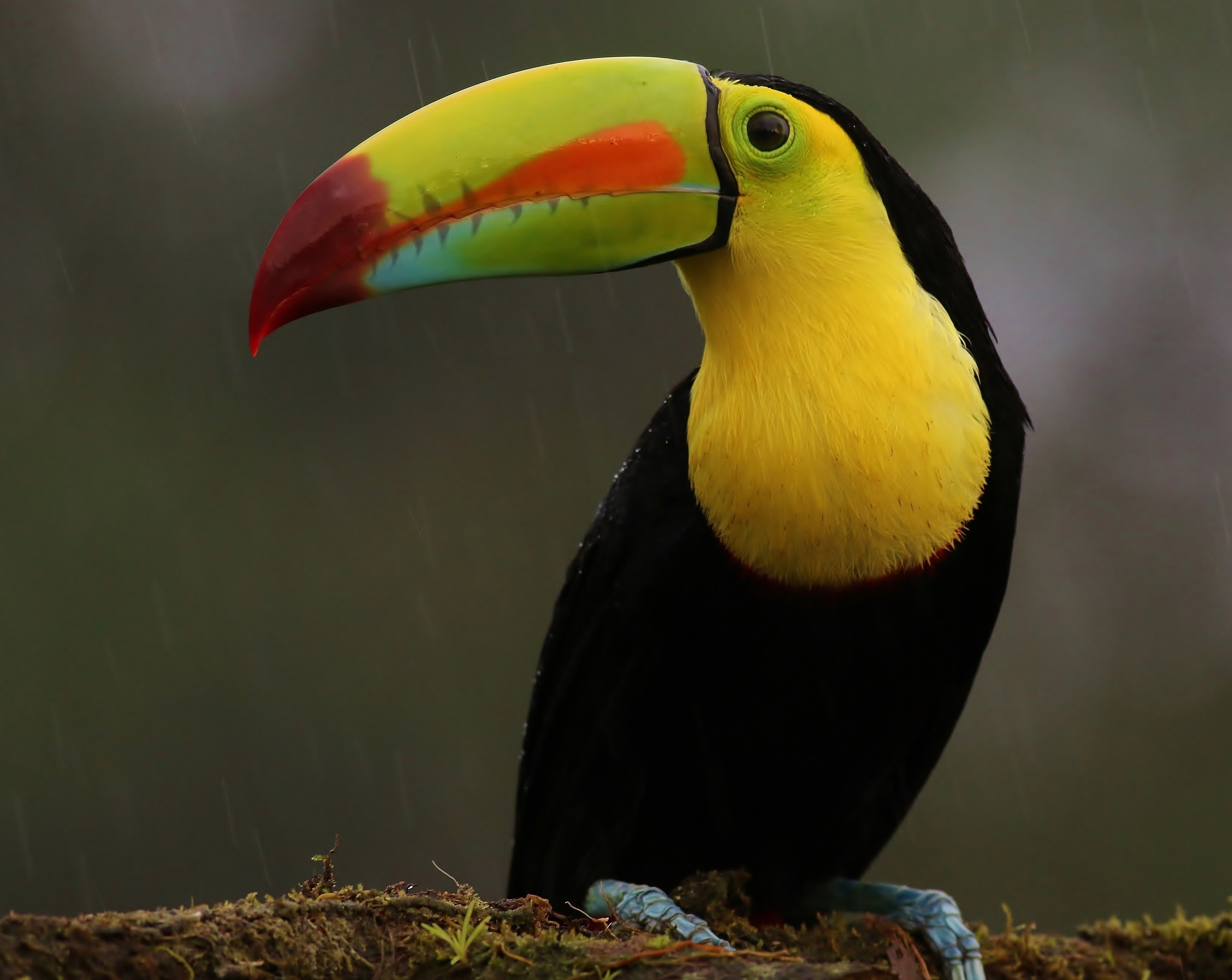 Keel-billed Toucan — Ana fotoğraf