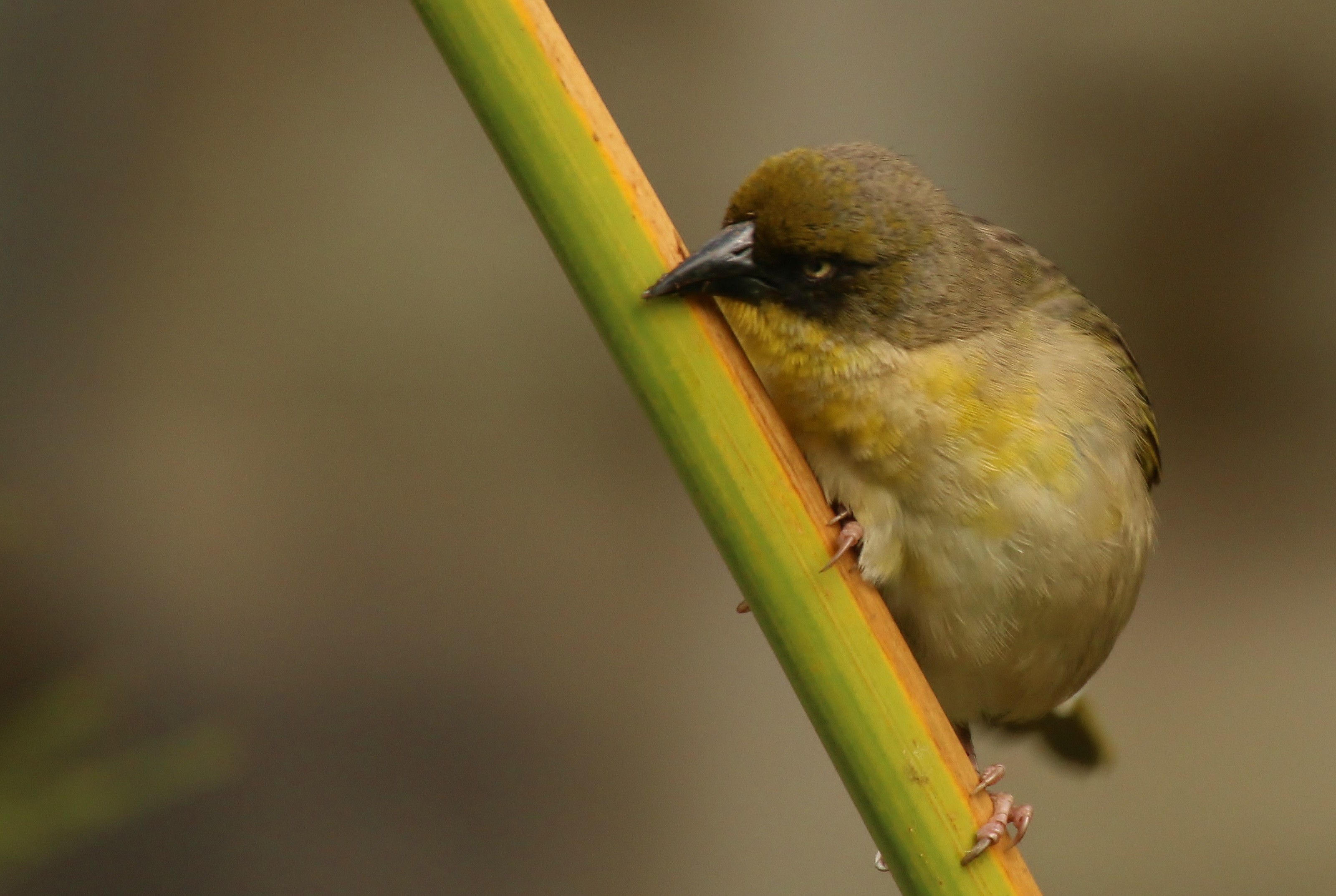 Little Weaver — Ana fotoğraf