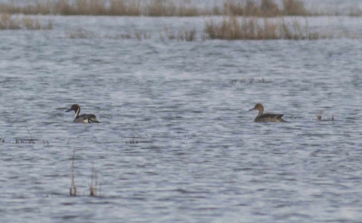 Northern Pintail
