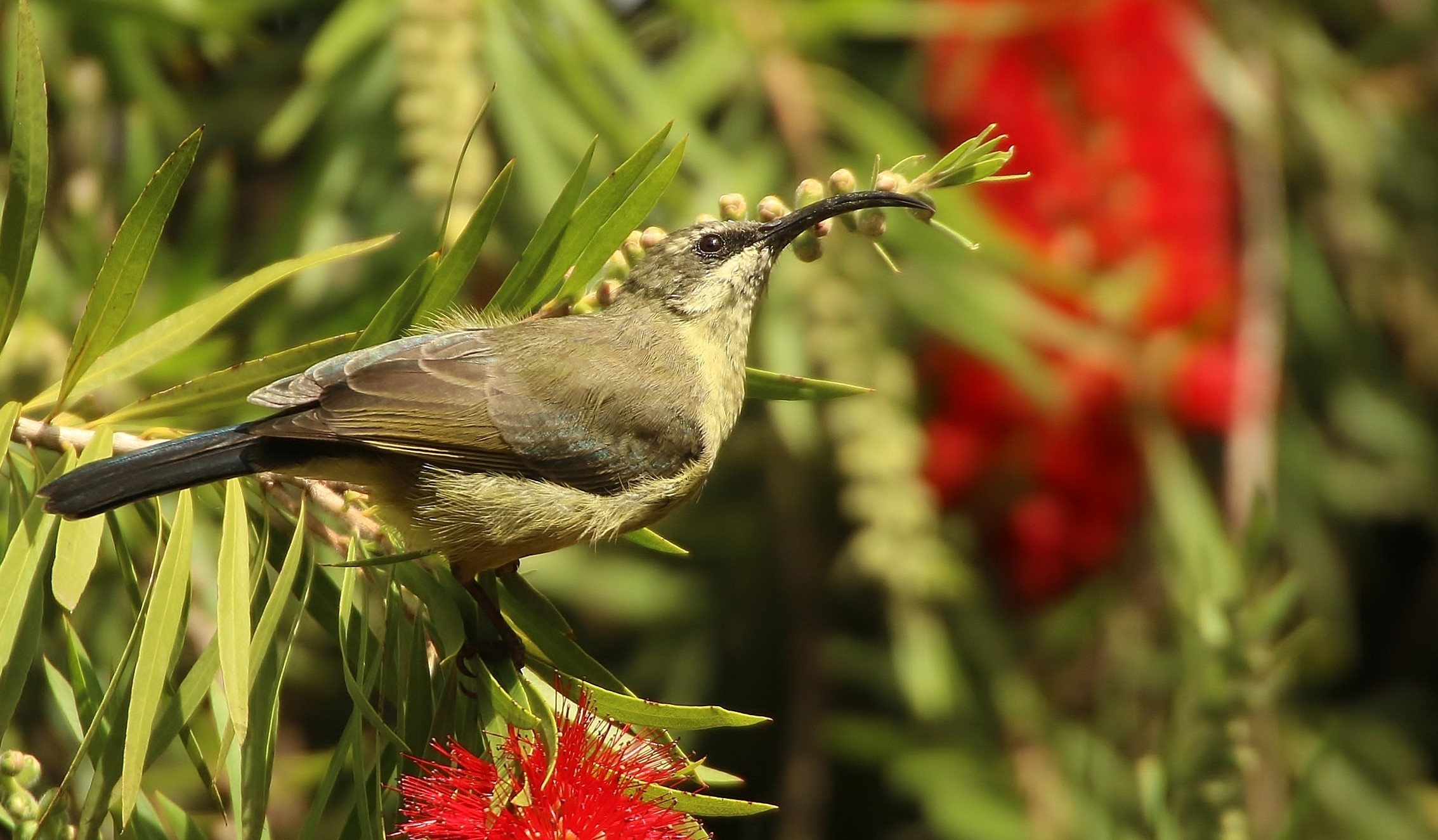 Tacazze Sunbird