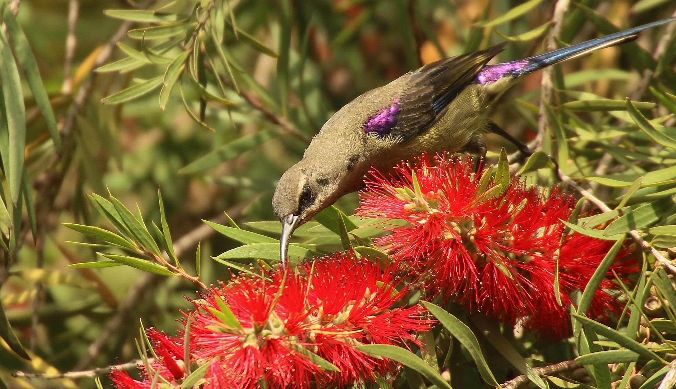 Tacazze Sunbird — Ana fotoğraf