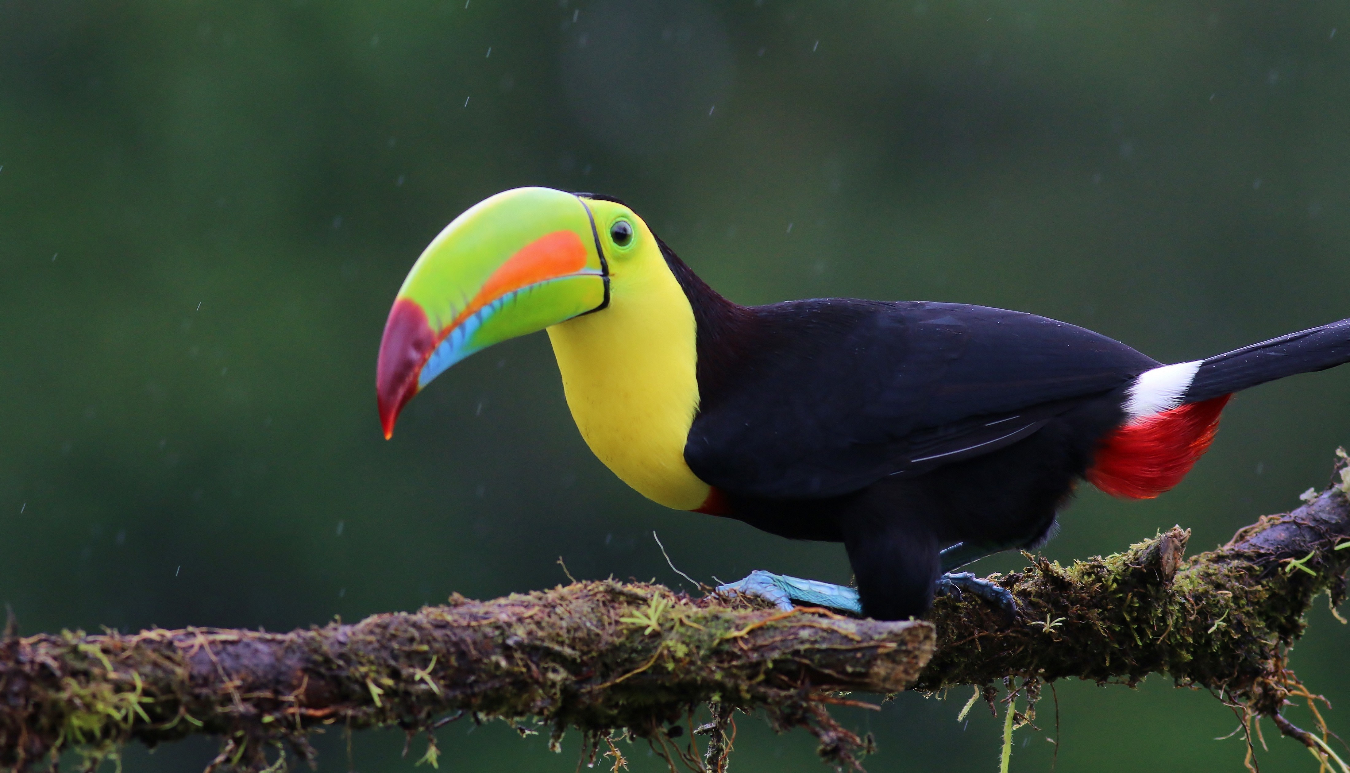 Keel-billed Toucan