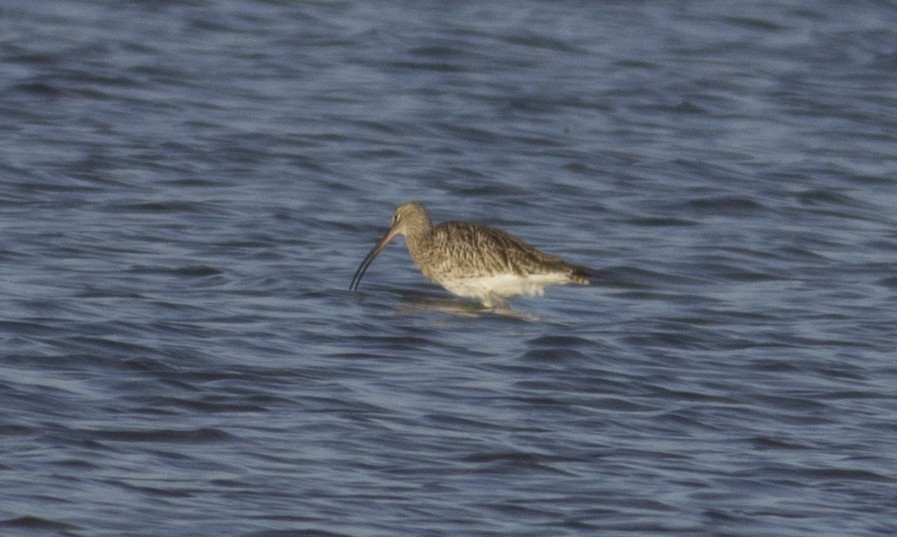 Eurasian Curlew