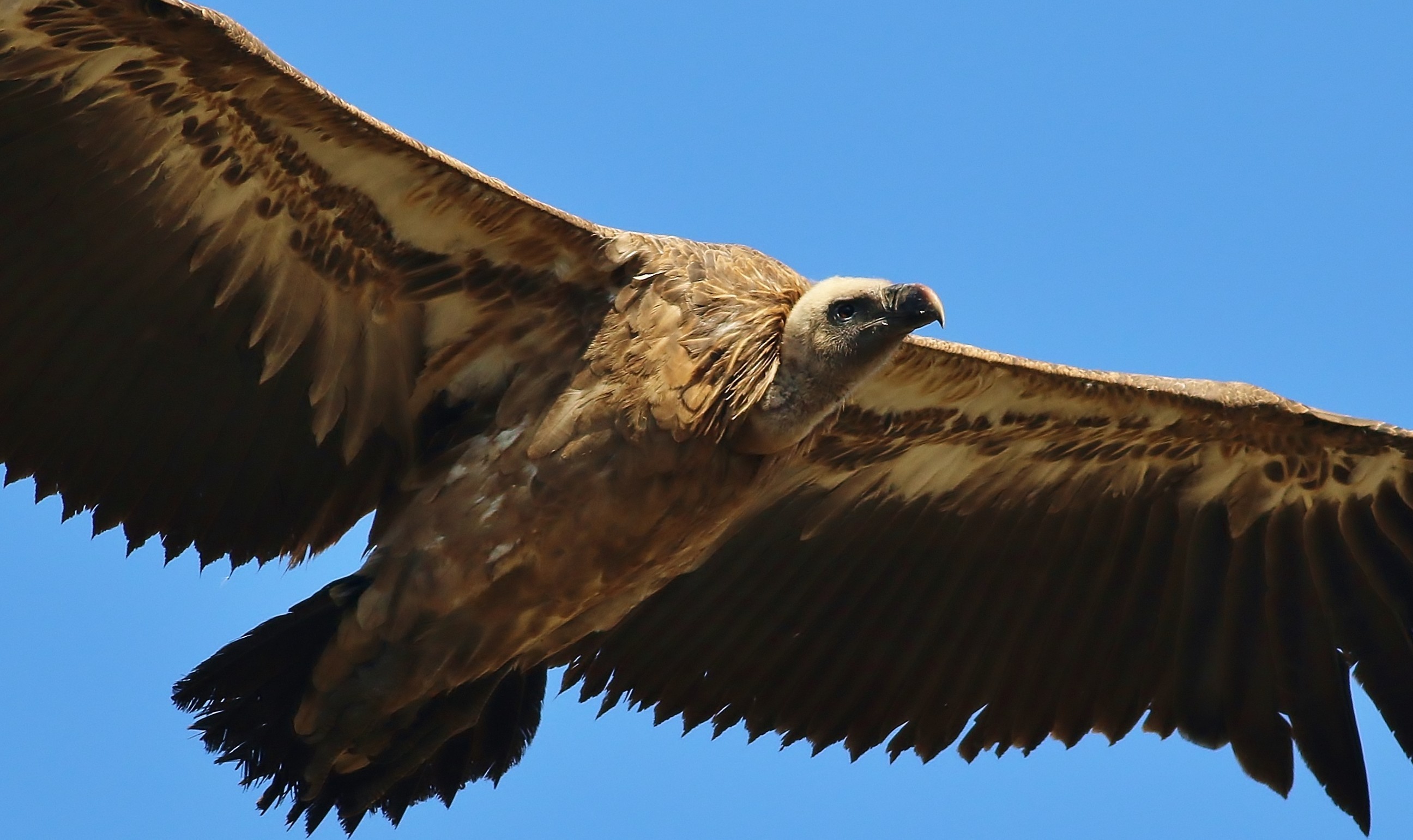 Rüppell's Griffon