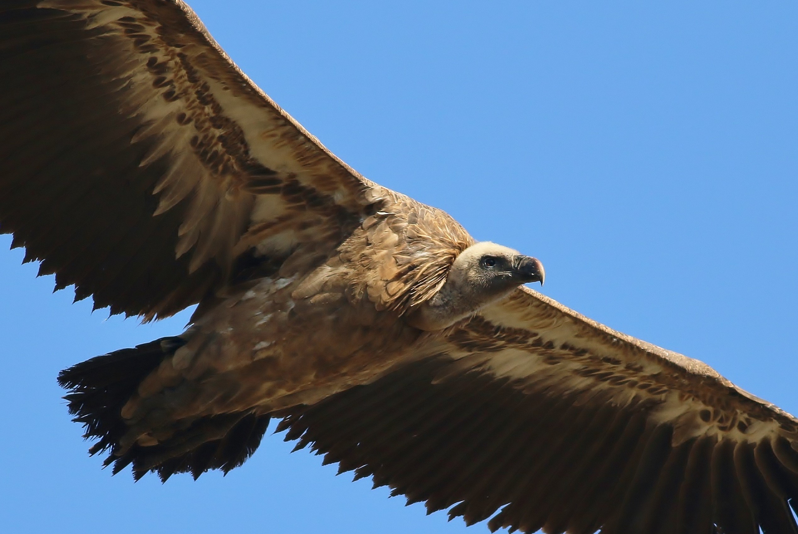 Rüppell's Griffon — Ana fotoğraf