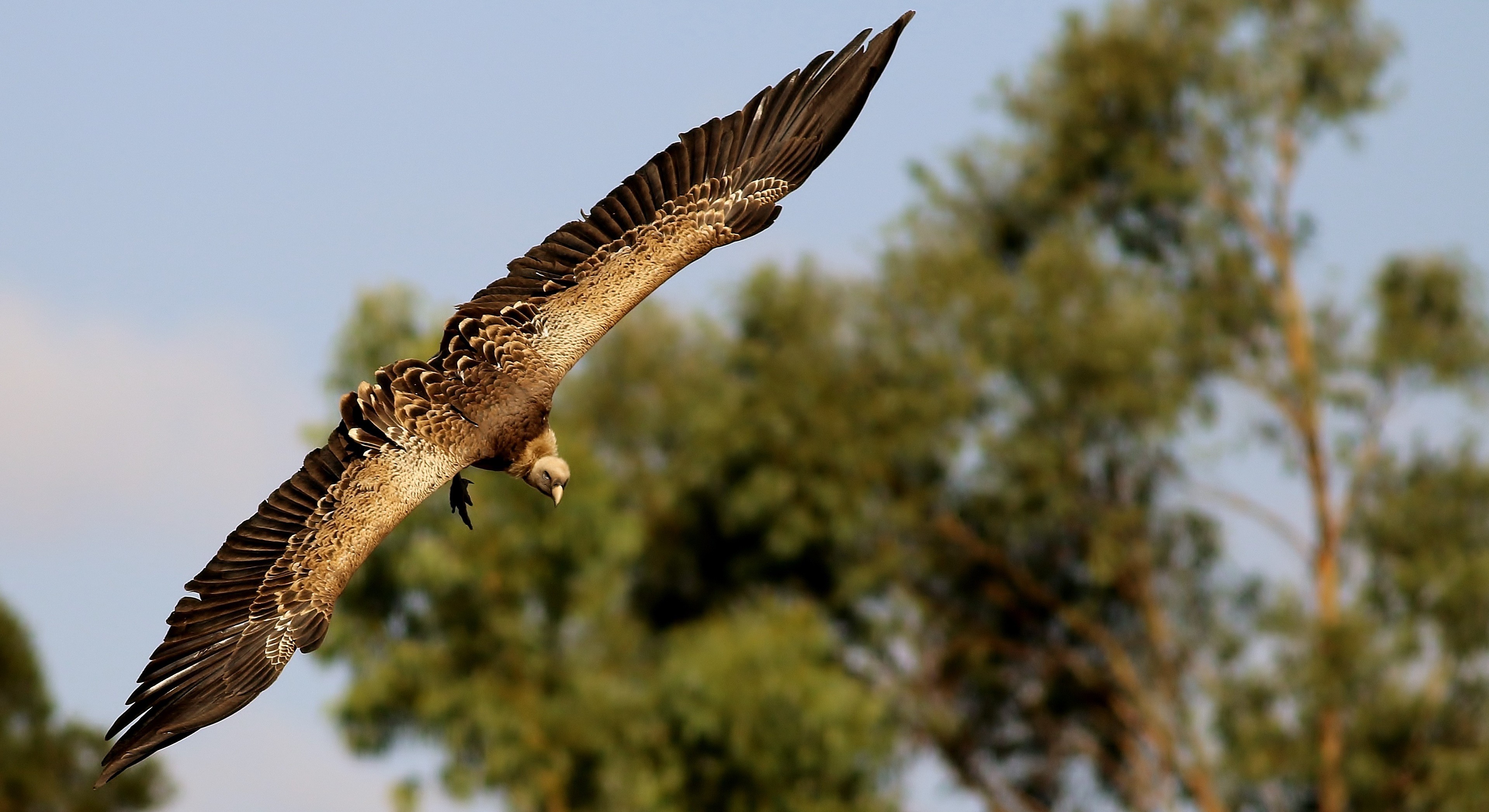 Rüppell's Griffon — Ana fotoğraf