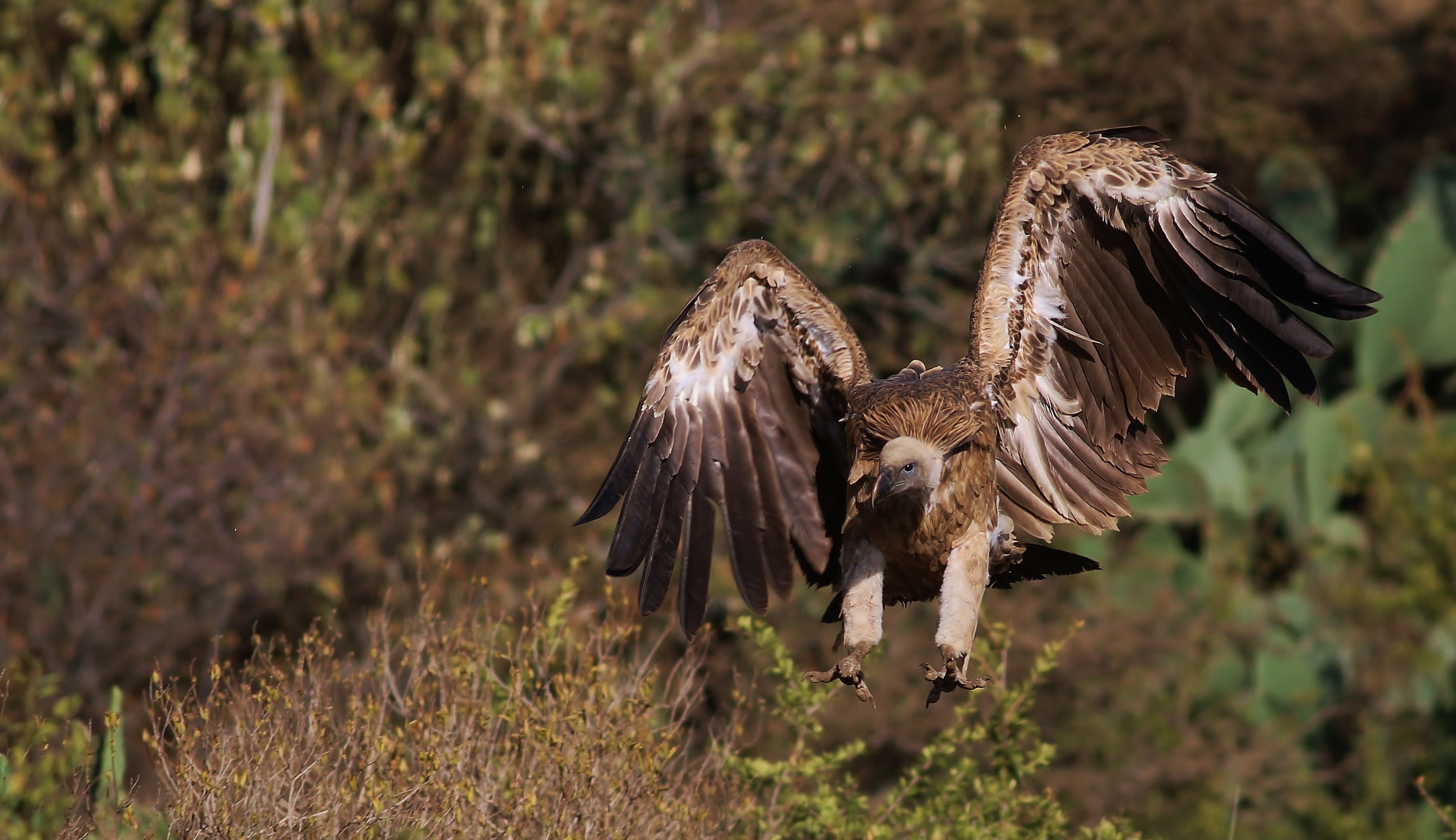 Rüppell's Griffon — Ana fotoğraf