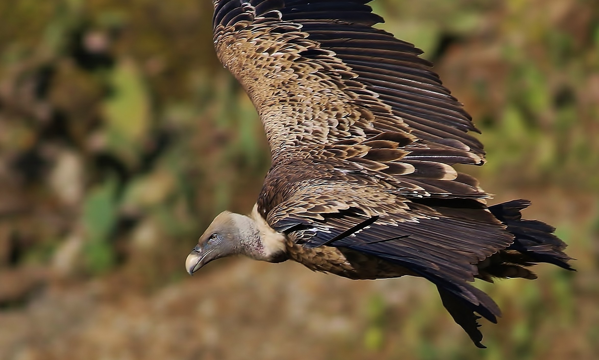 Rüppell's Vulture