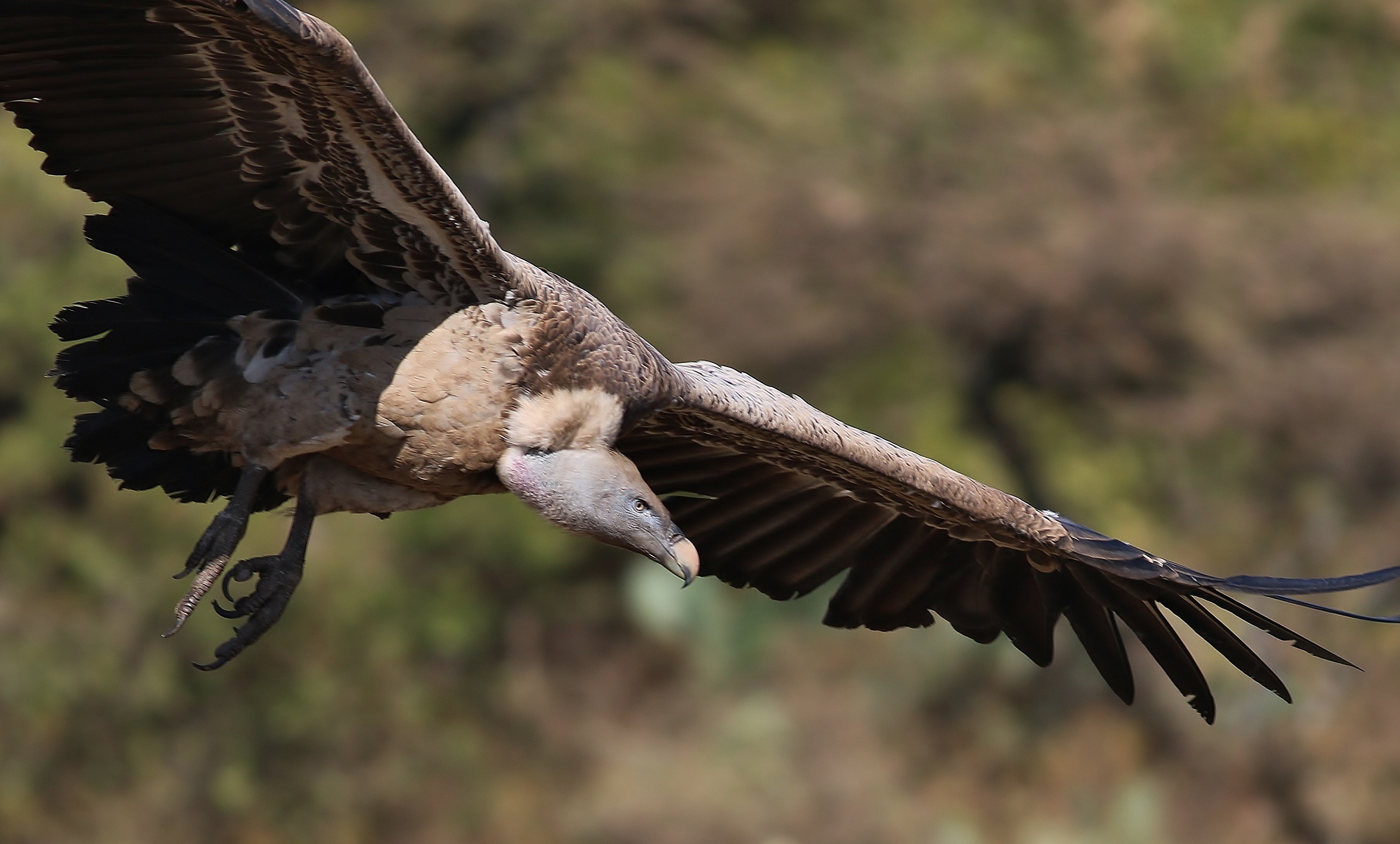 Rüppell's Griffon — Ana fotoğraf