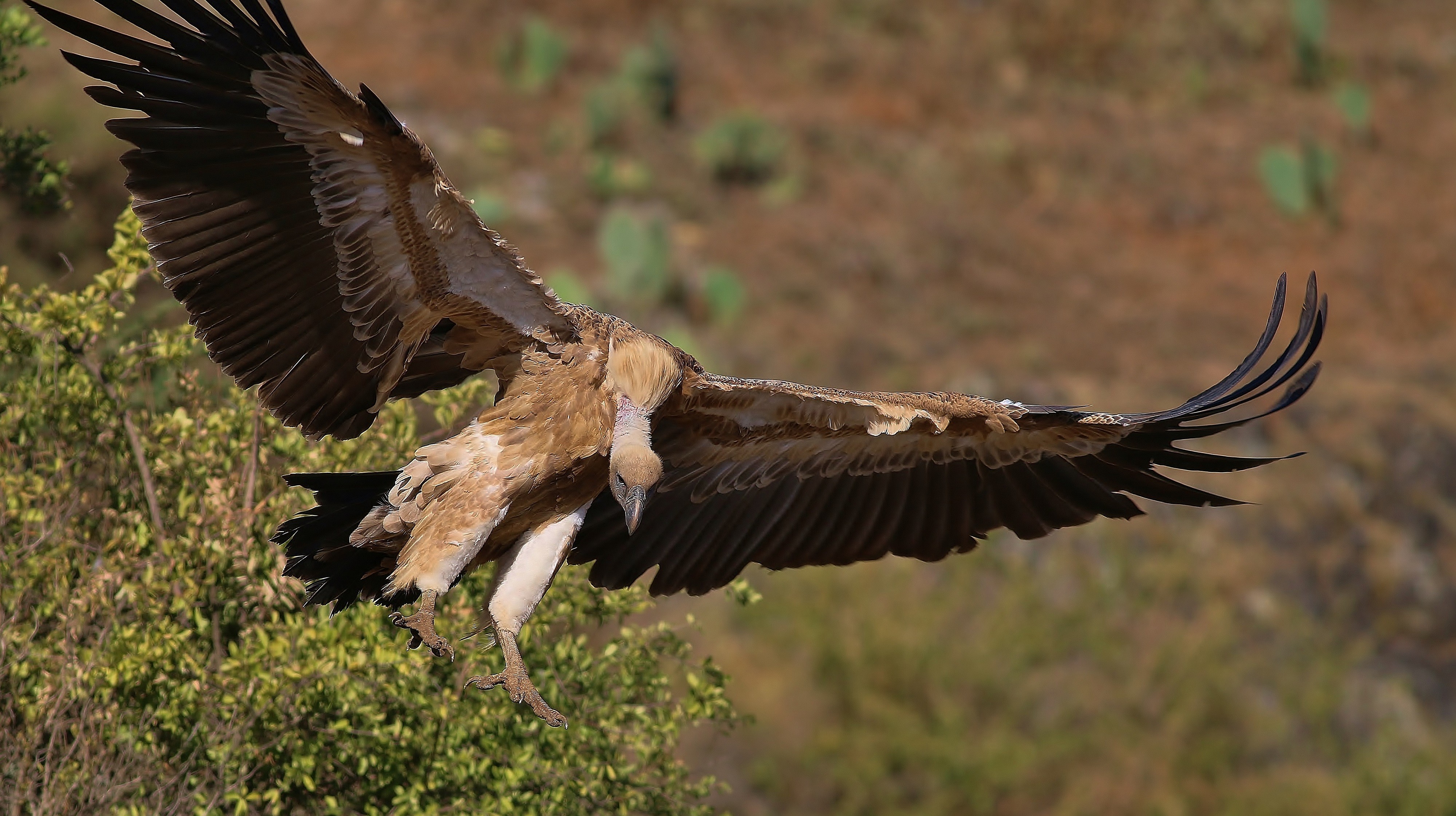 Rüppell's Vulture — Ana fotoğraf