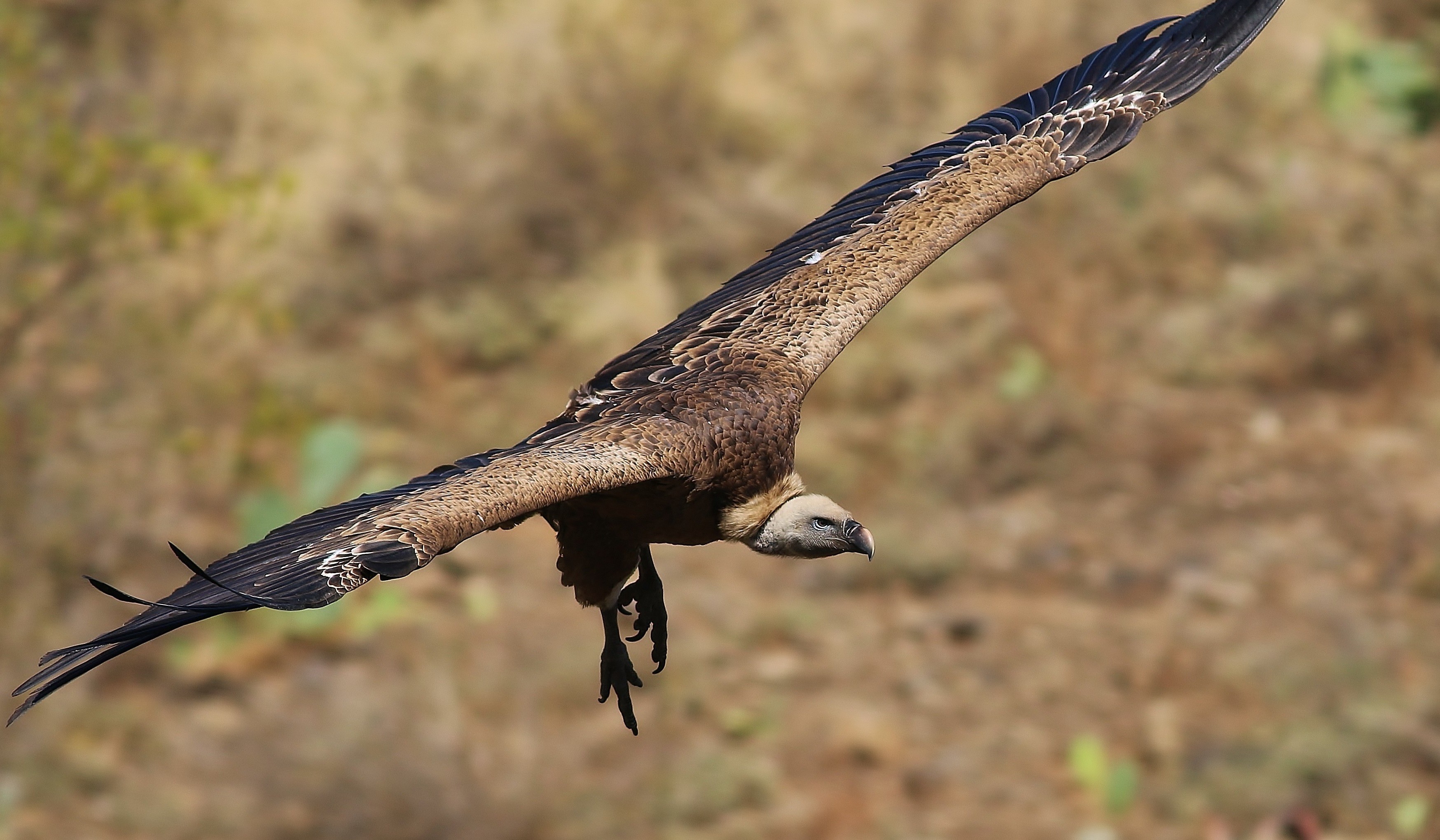 Hooded Vulture