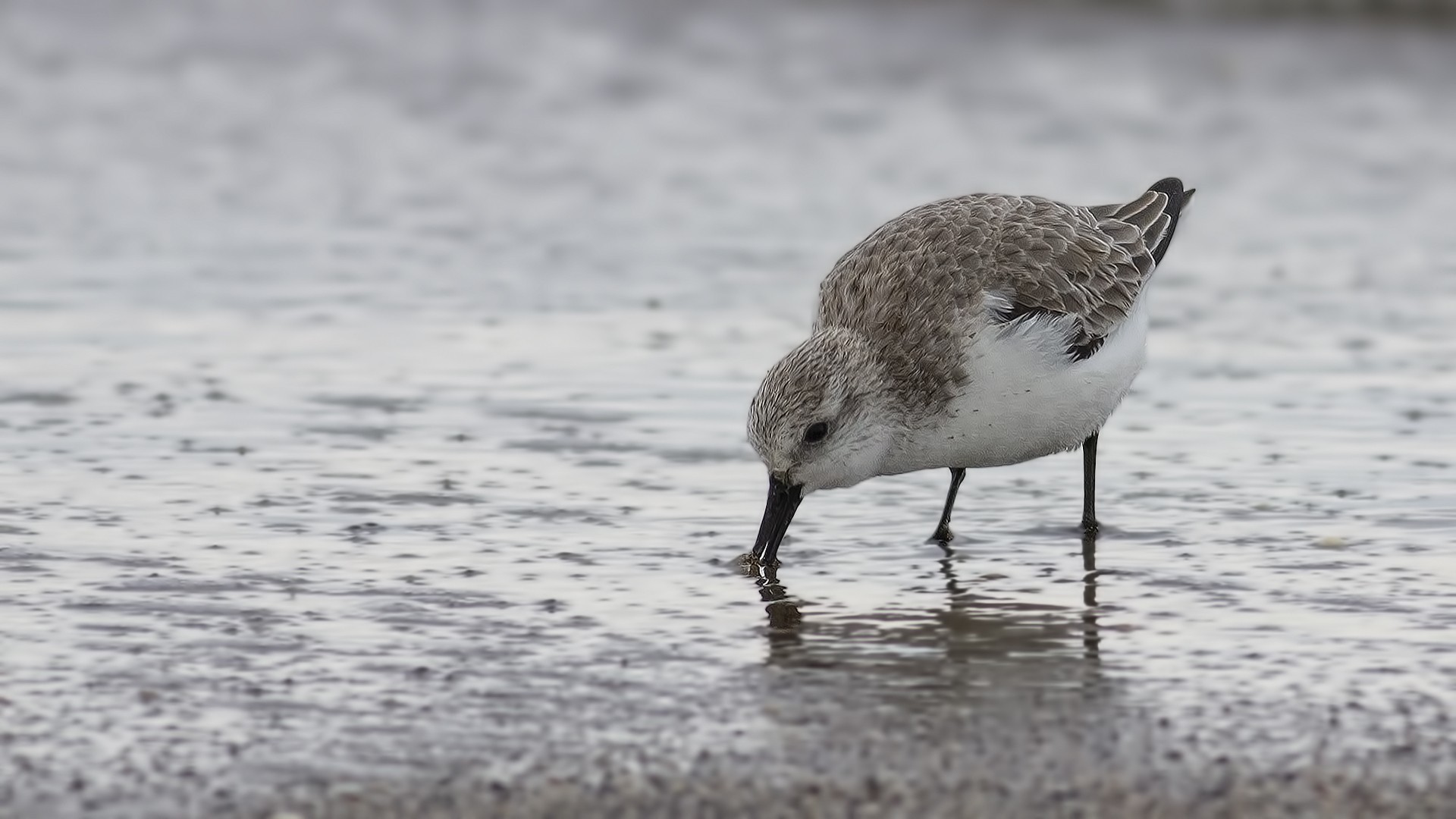 Sanderling