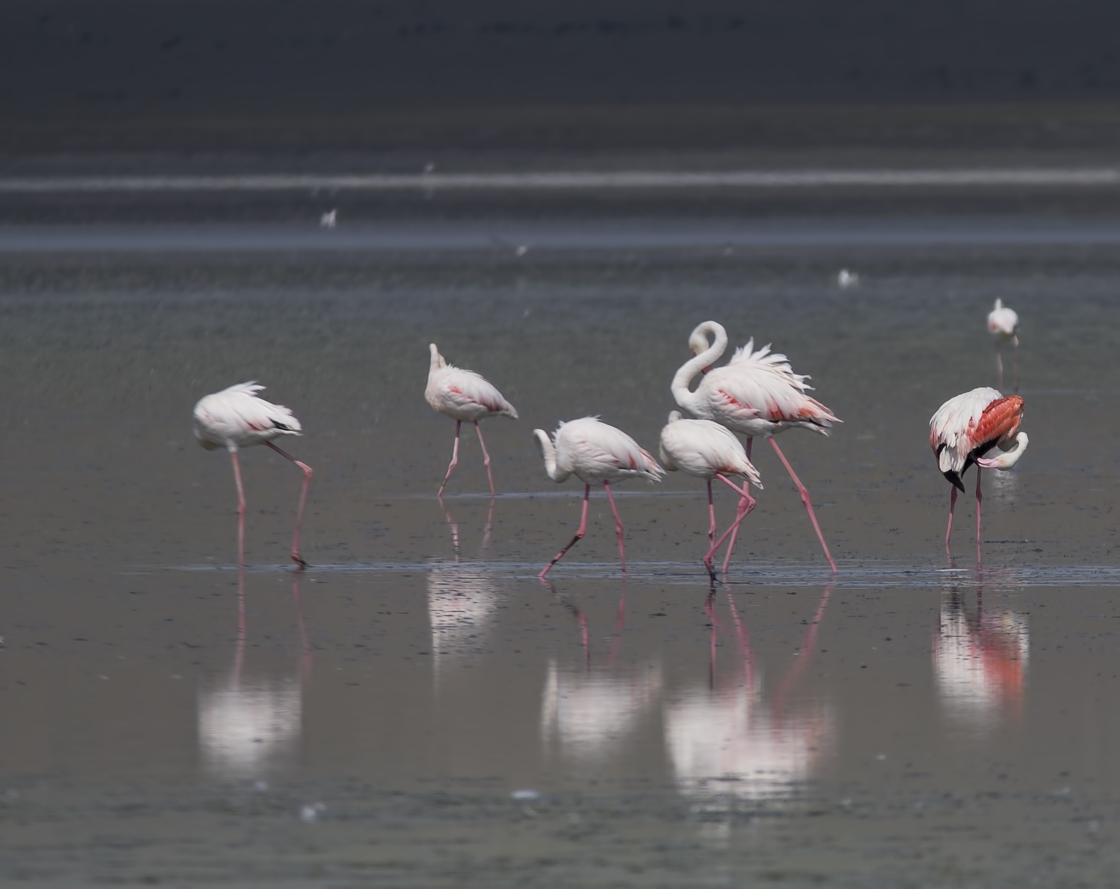 Greater Flamingo