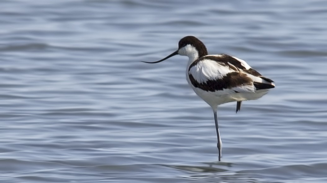 Pied Avocet