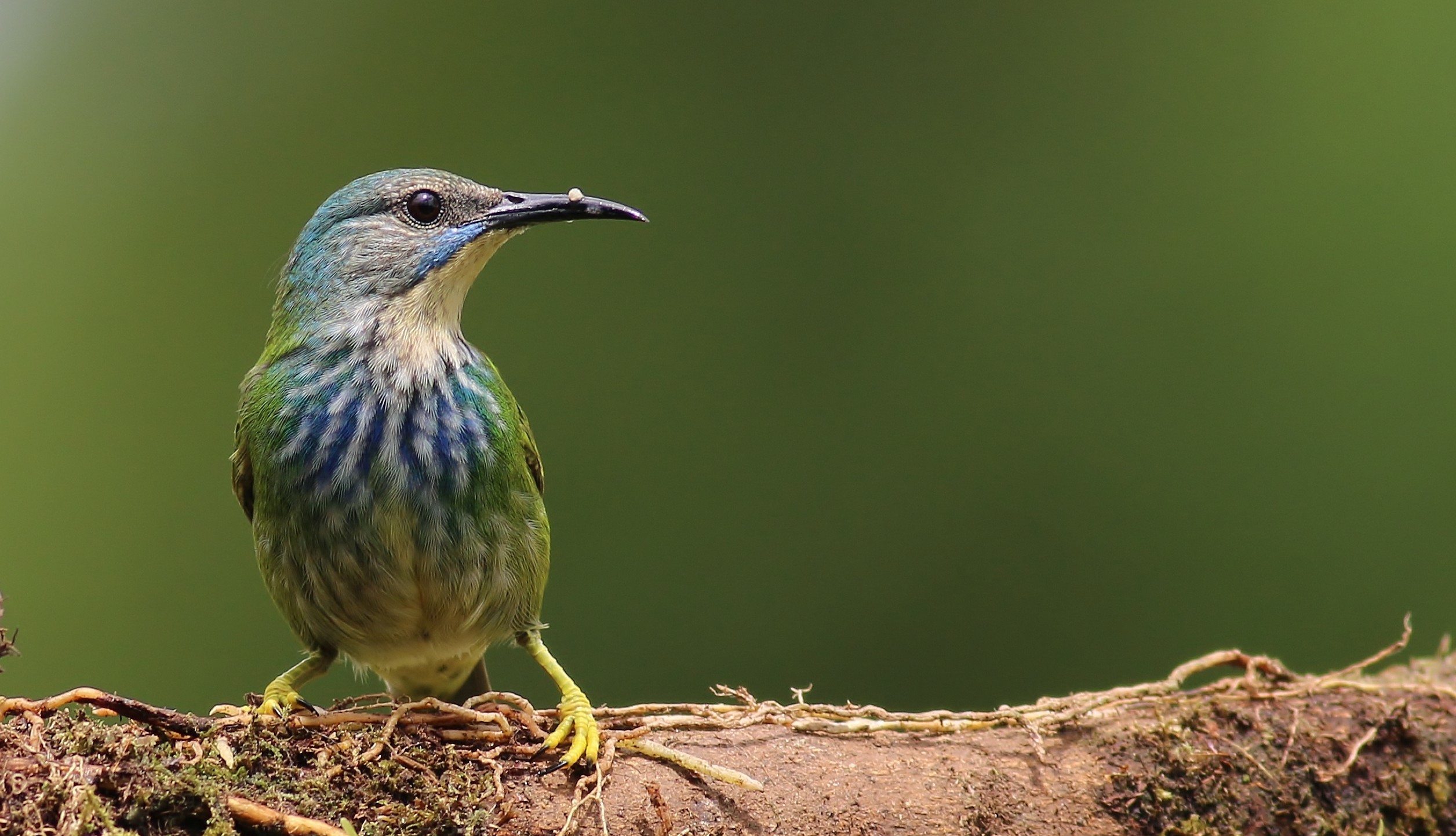 Shining Honeycreeper — Ana fotoğraf