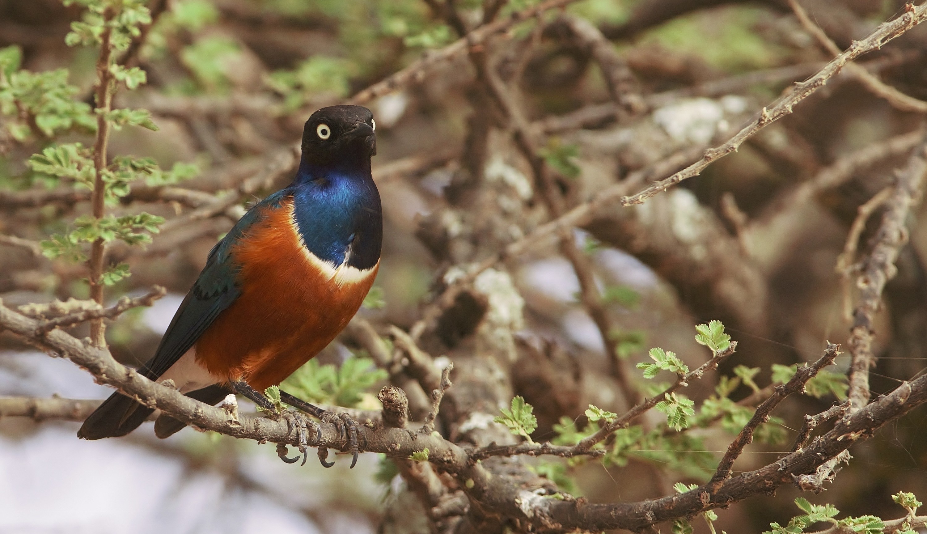 Superb Starling — Ana fotoğraf