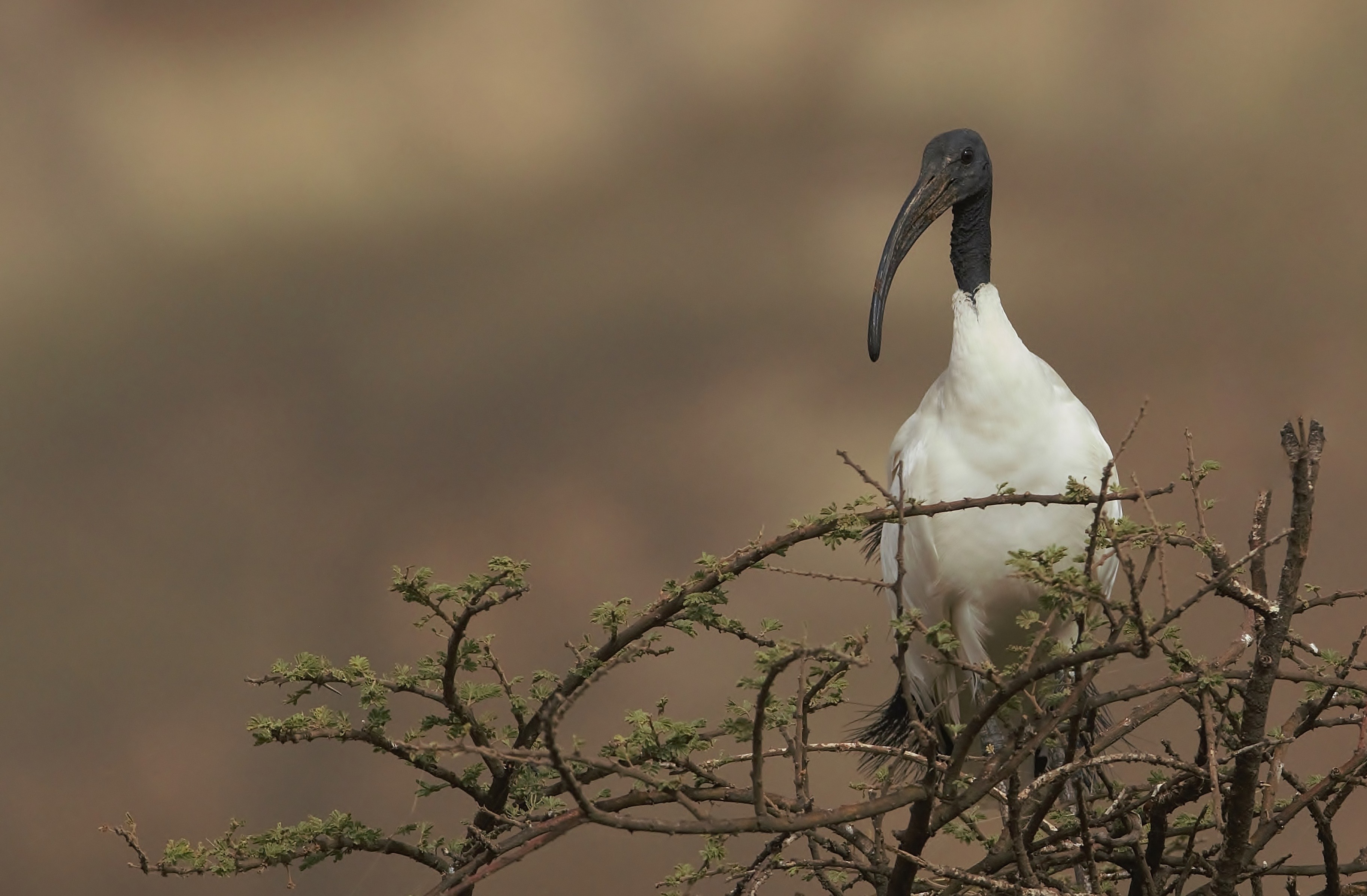African Sacred Ibis