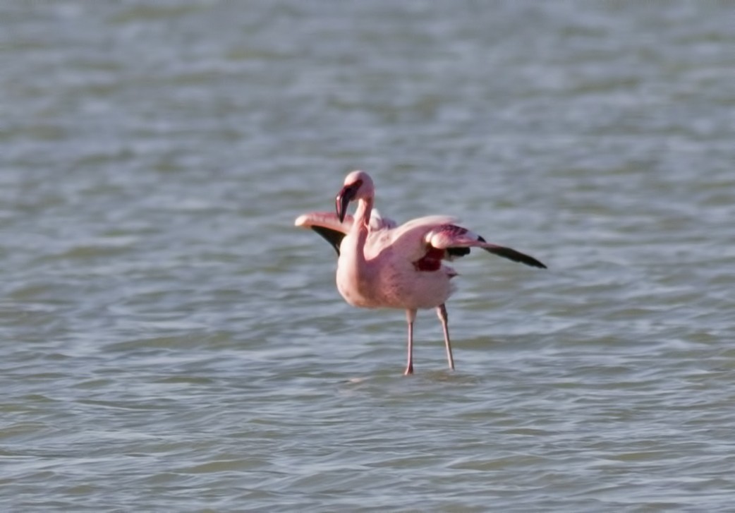 Lesser Flamingo — Ana fotoğraf