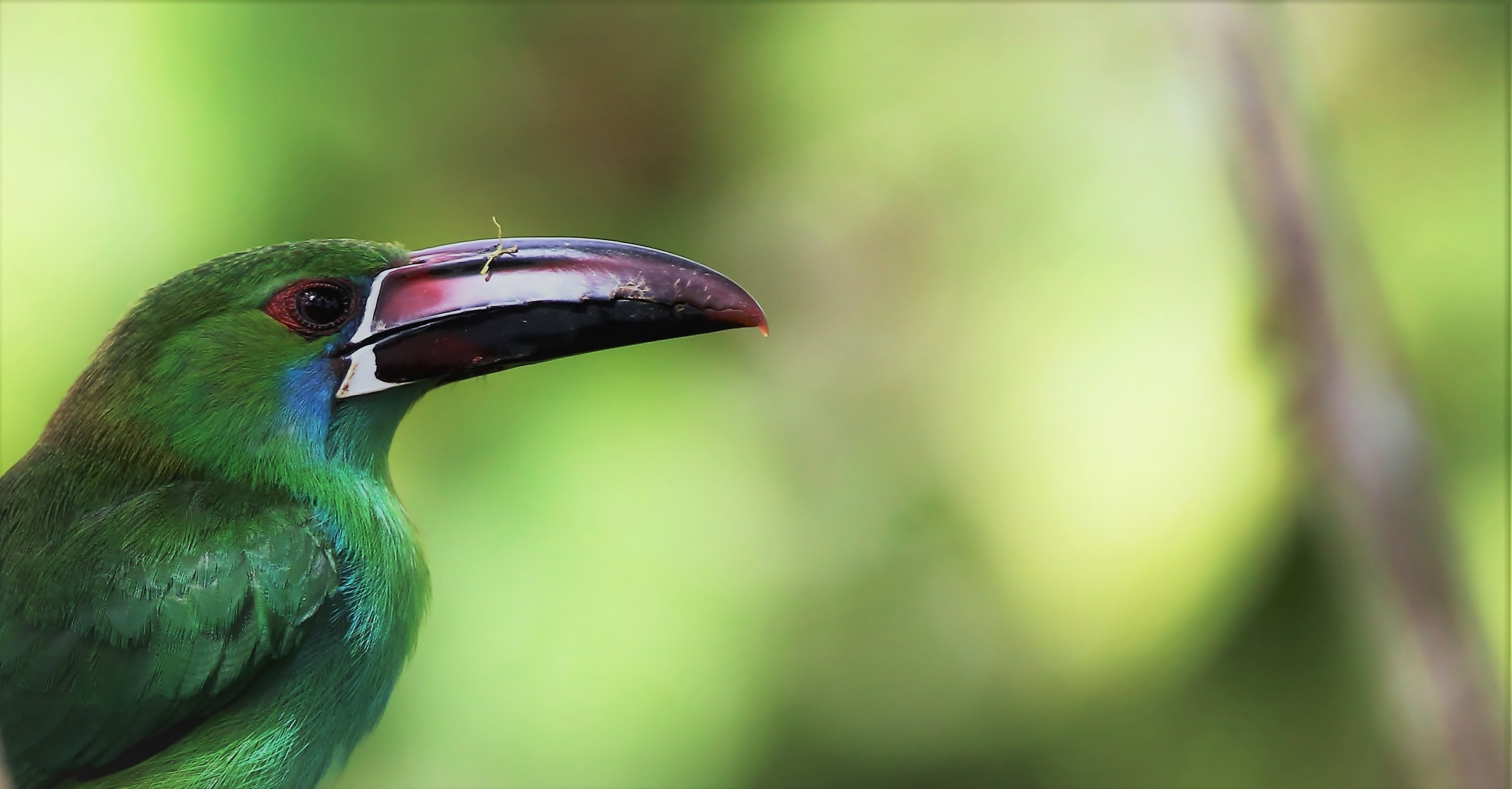 Crimson-rumped Toucanet