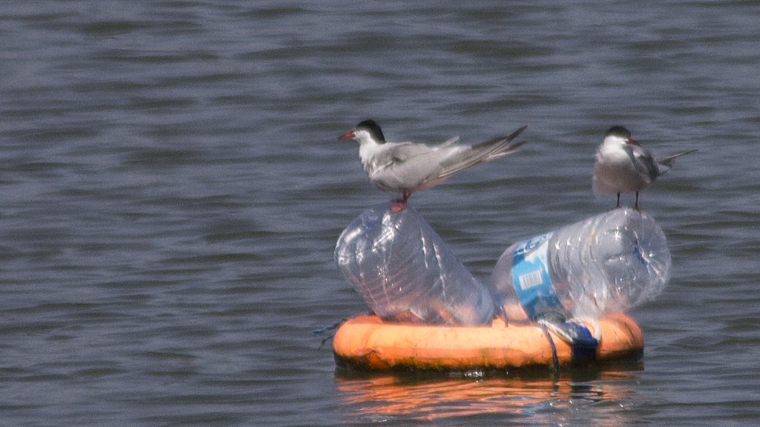 Common Tern