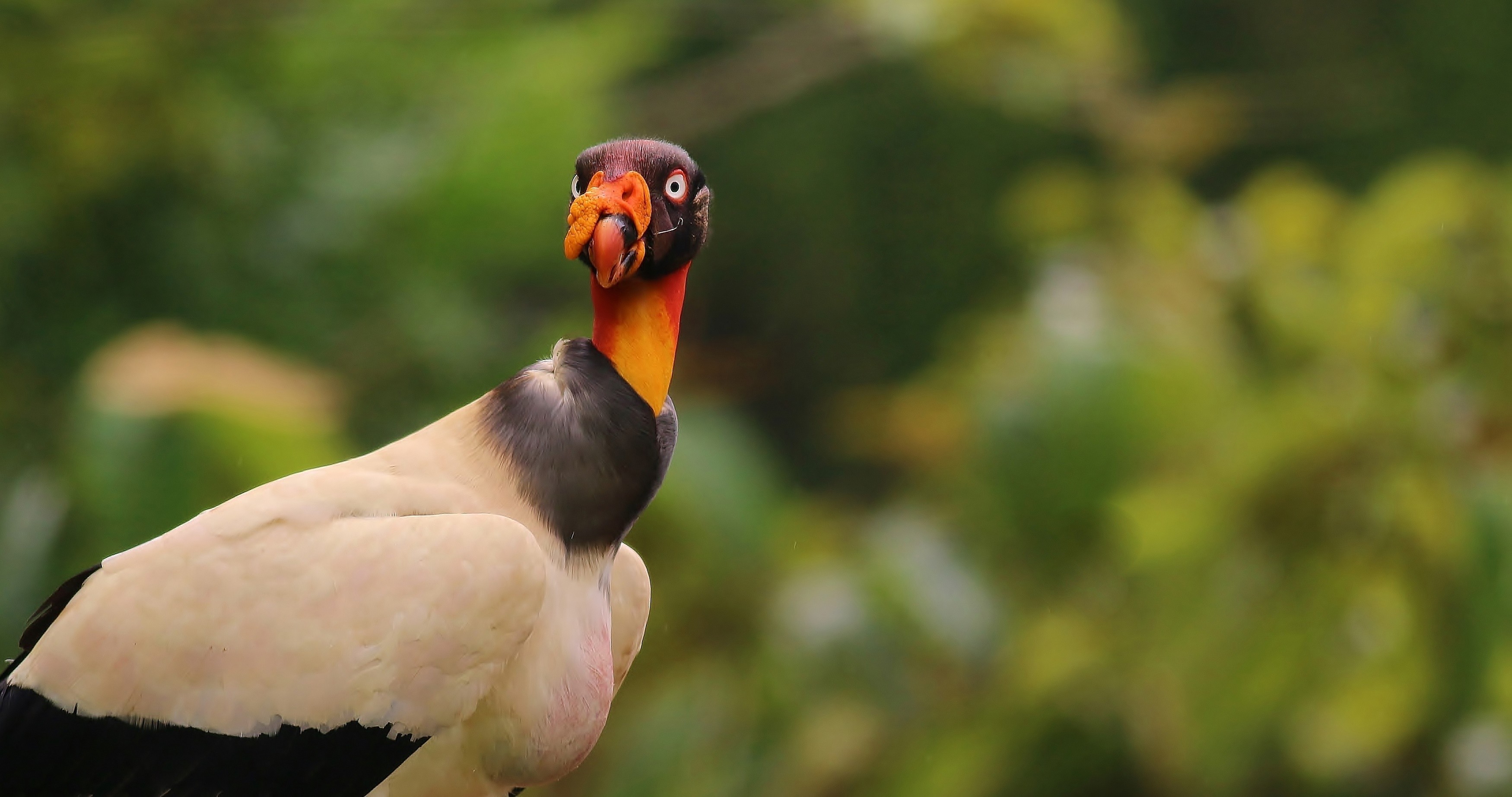 King Vulture — Ana fotoğraf