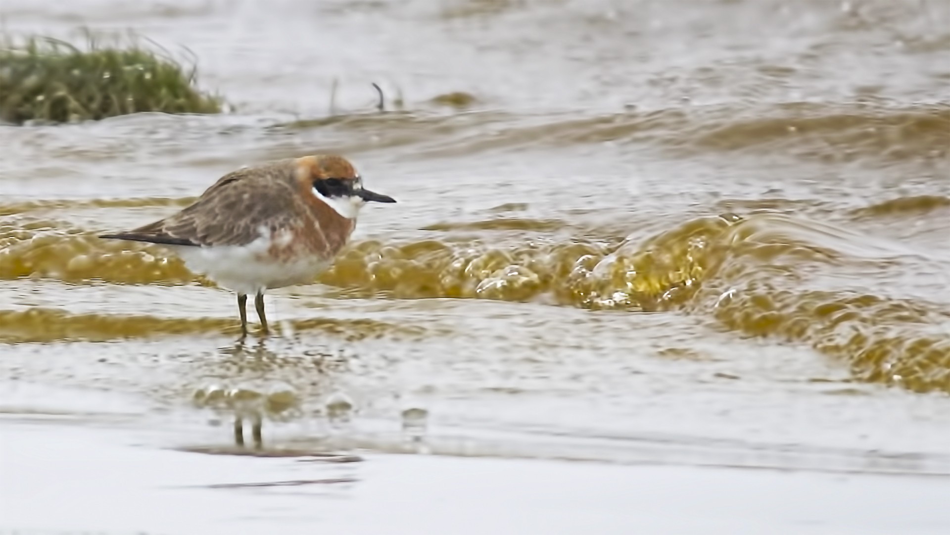 Greater Sandplover